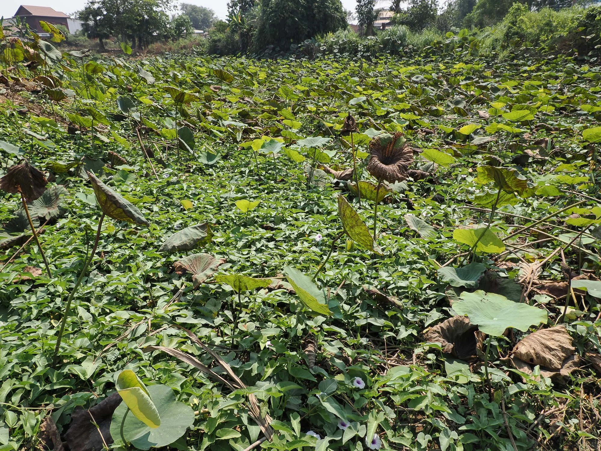 Mains de lotus14.jpg