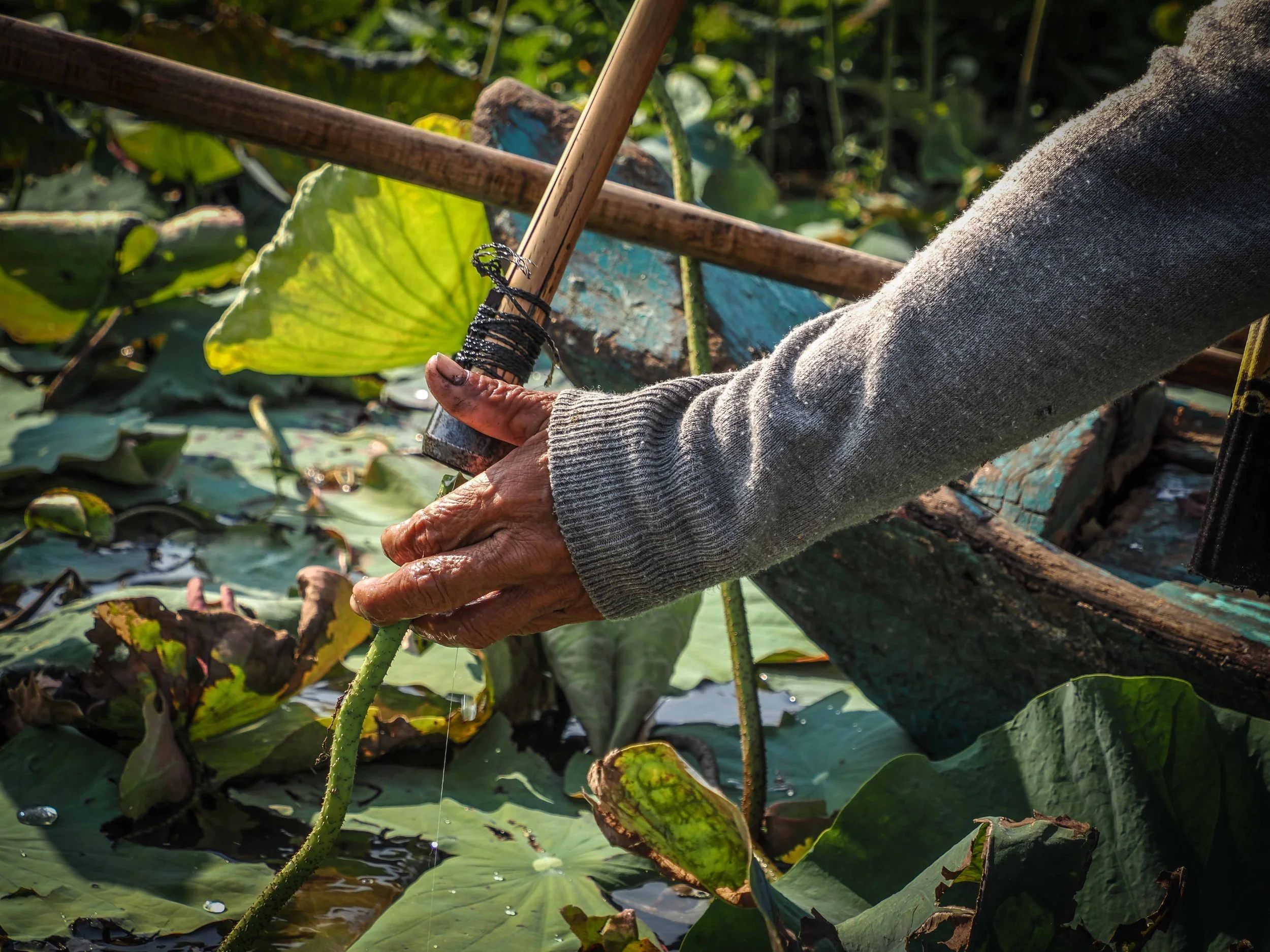Femmes au coeur du lotus 6.jpg