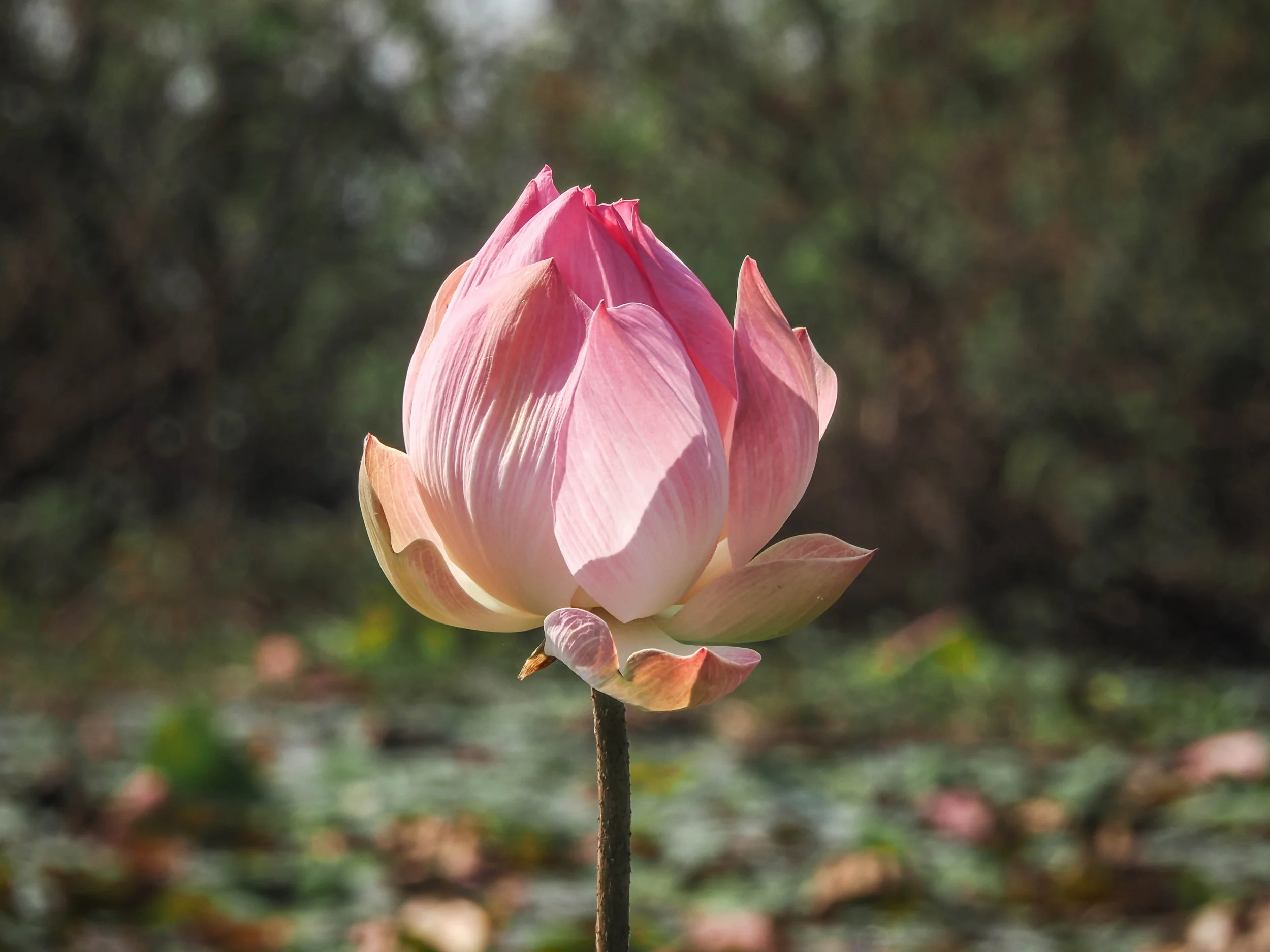 Femmes au coeur du lotus 9.jpg