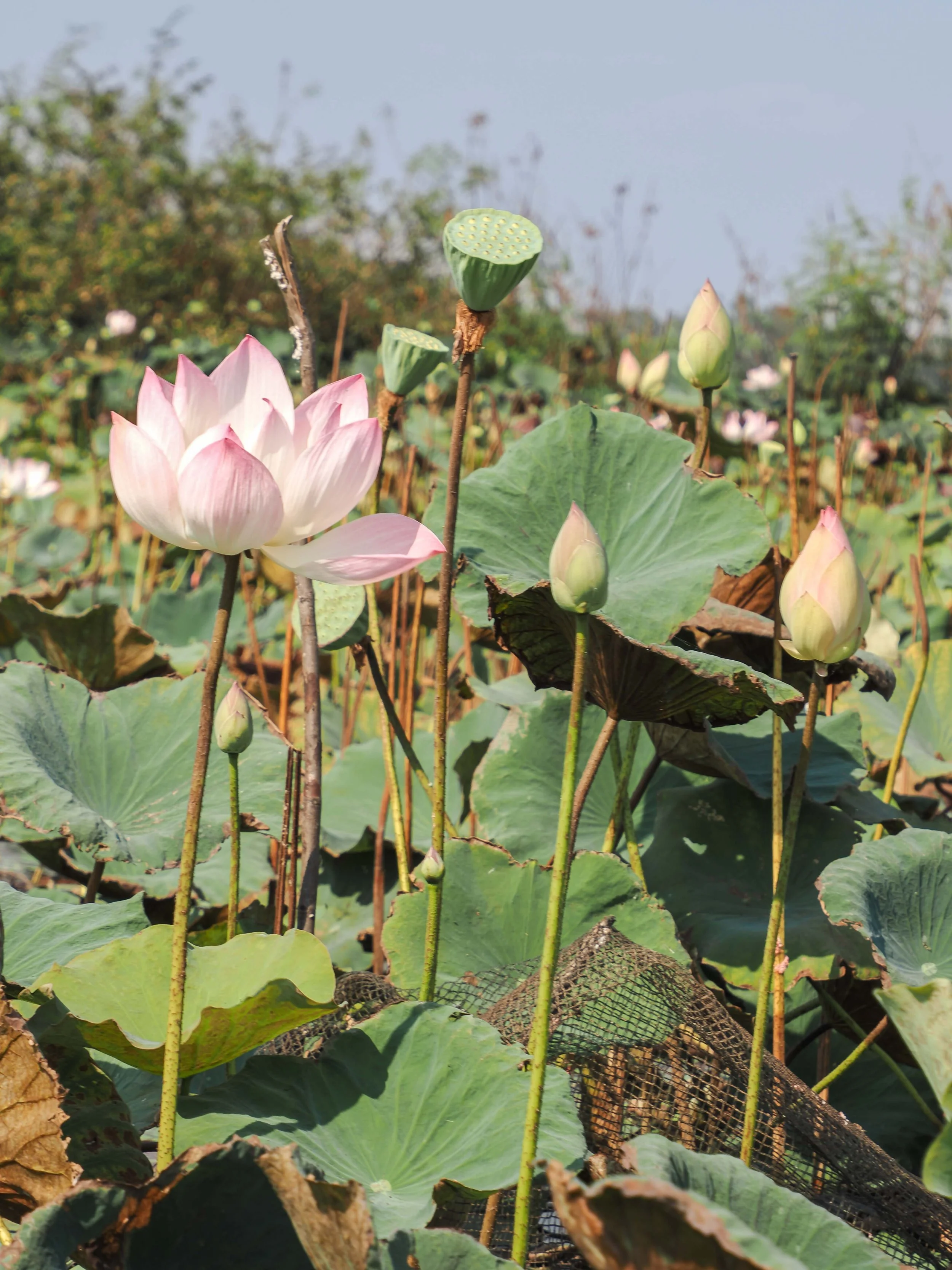 Femmes au coeur du lotus 10.jpg
