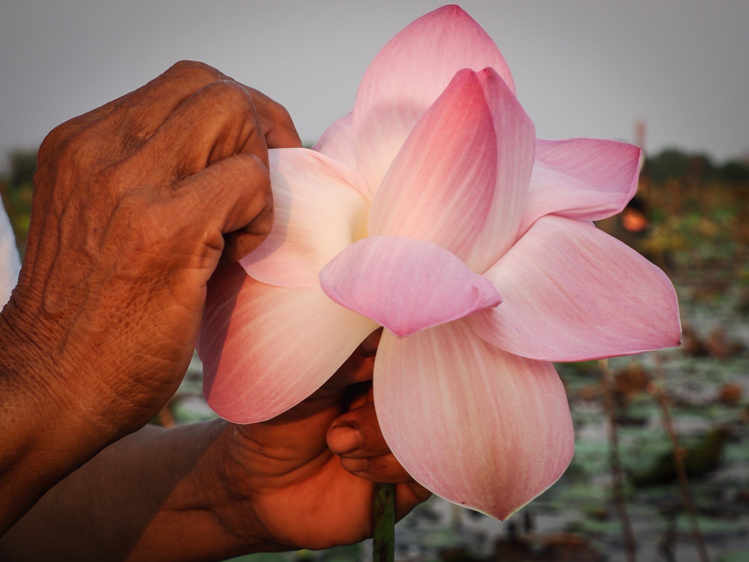 Femmes au coeur du lotus 33.jpg