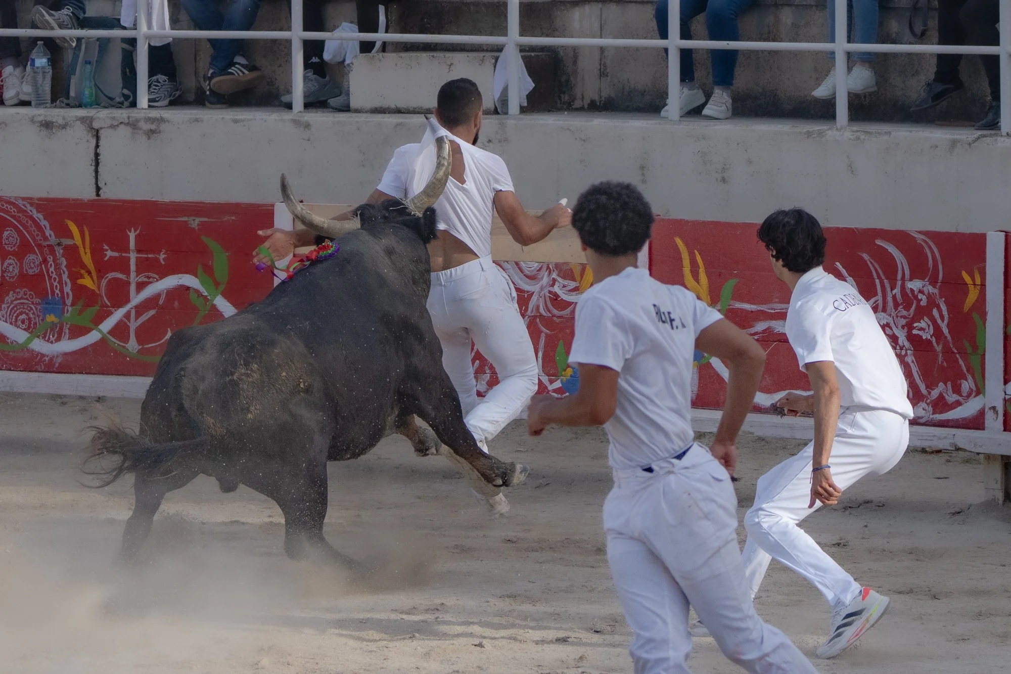 Course camarguaise-2.jpg