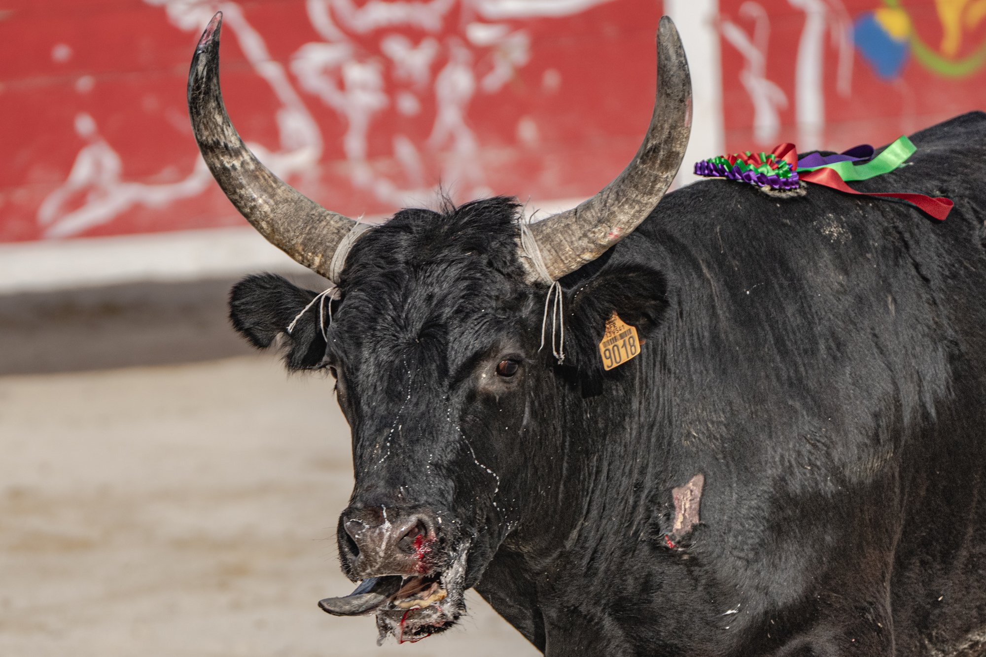 Course camarguaise-1.jpg