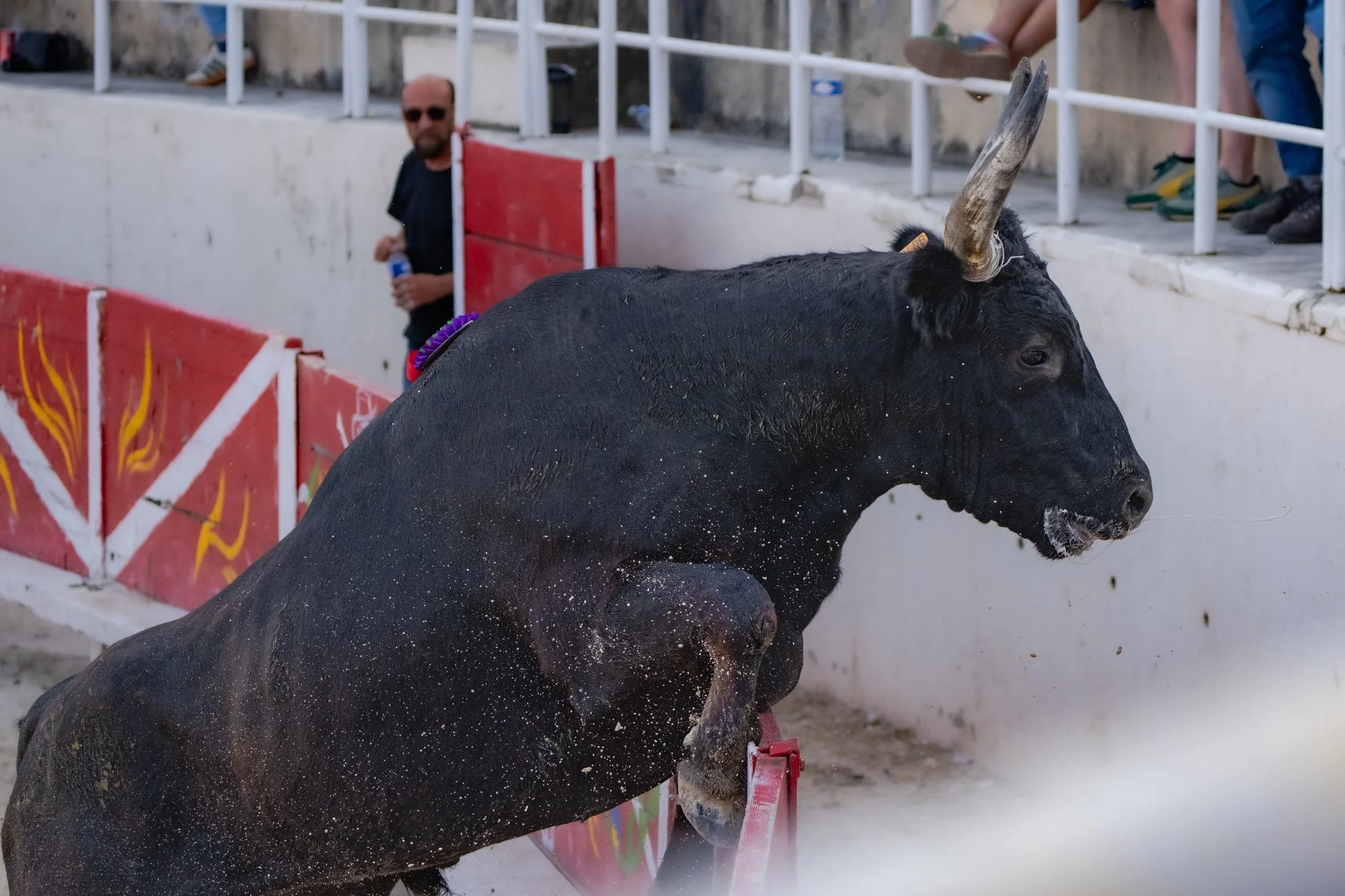 Course camarguaise-3.jpg