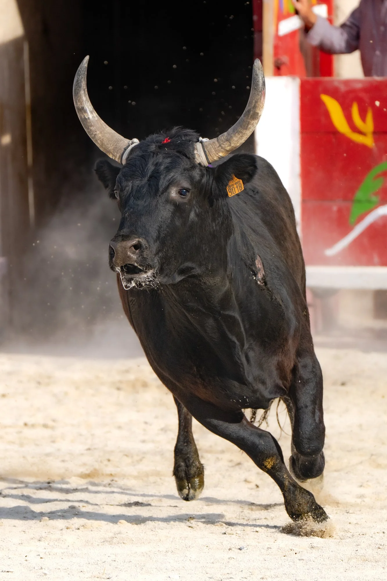 Course camarguaise-4.jpg