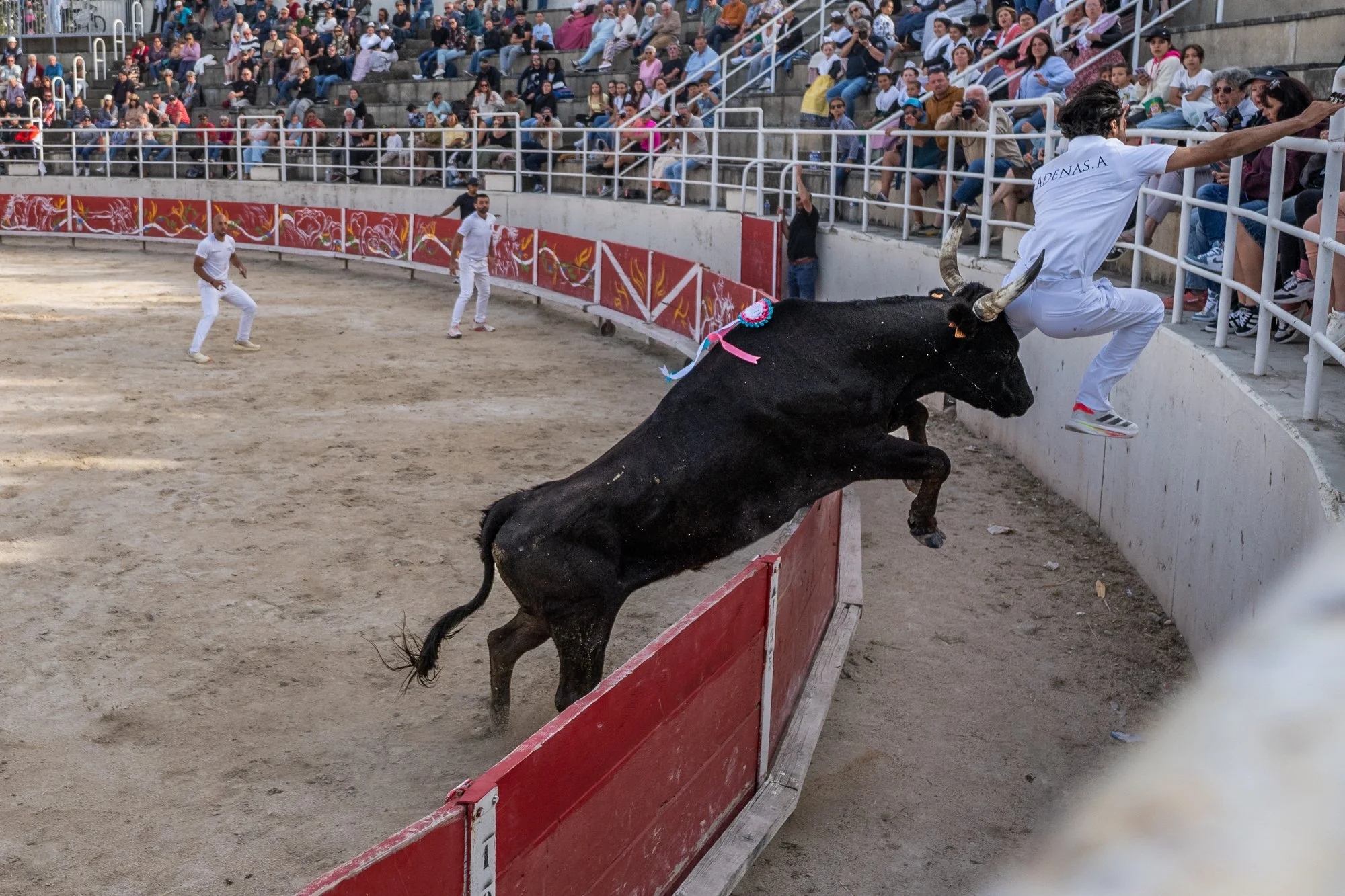 Course camarguaise-8.jpg
