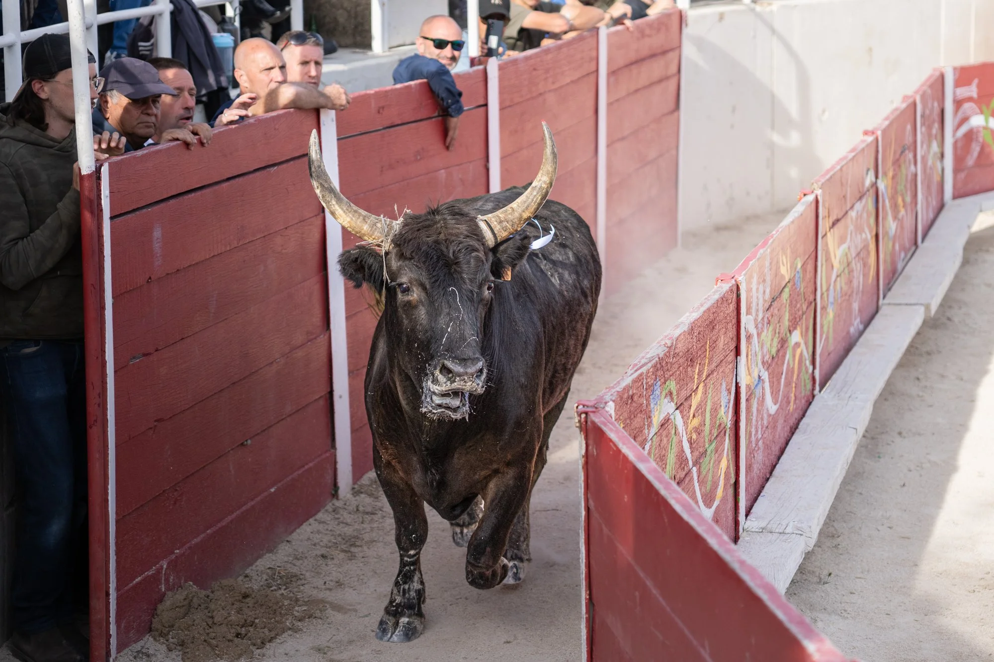 Course camarguaise-10.jpg