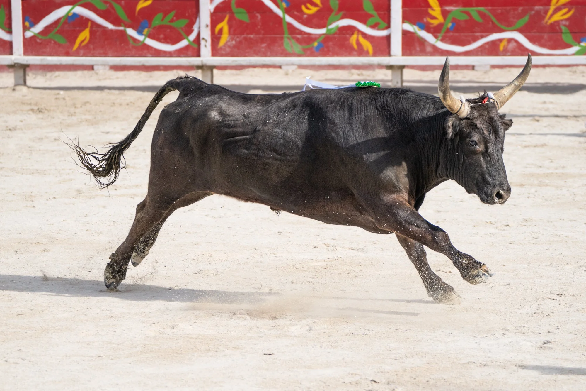 Course camarguaise-11.jpg