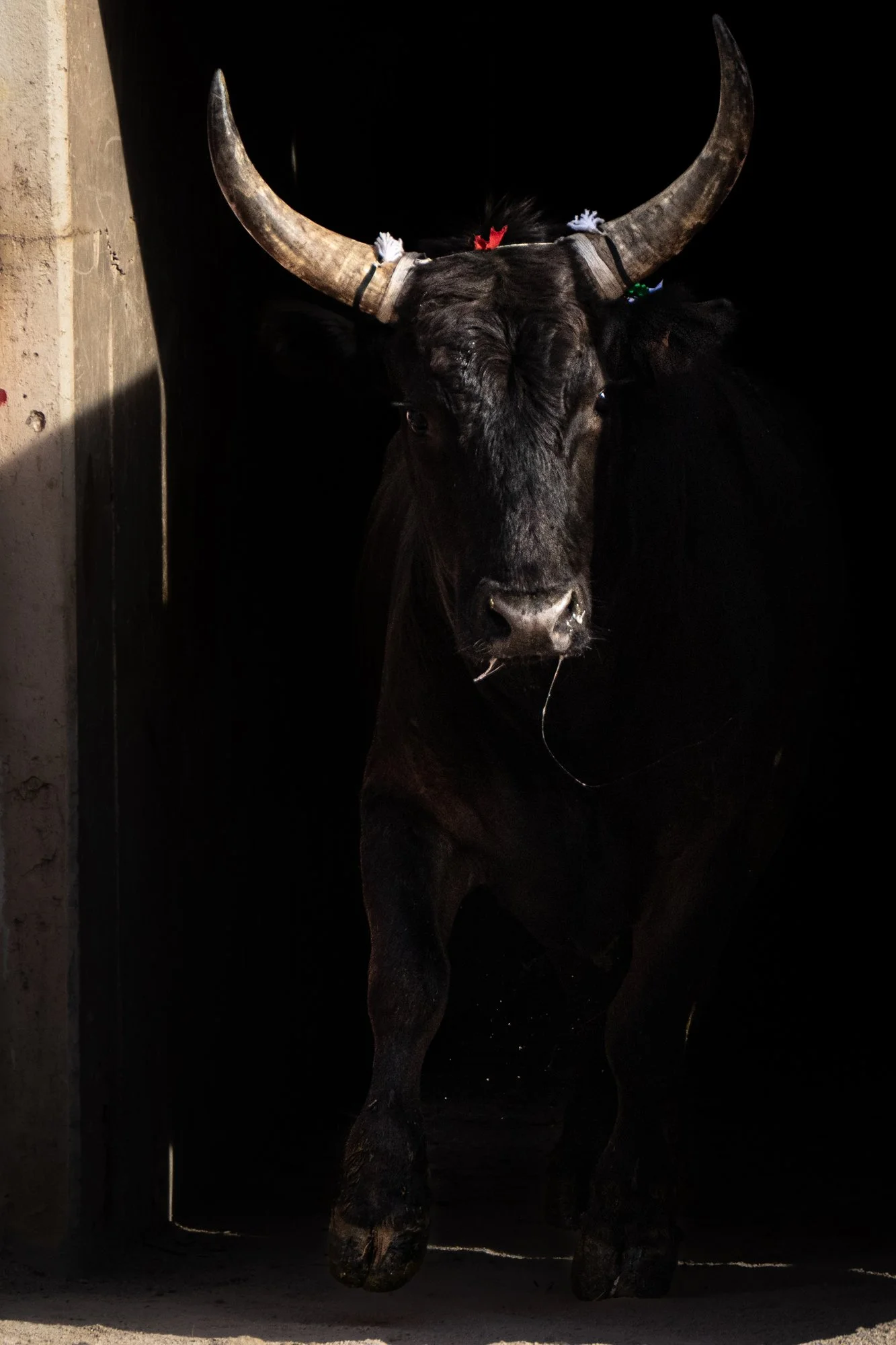 Course camarguaise-12.jpg