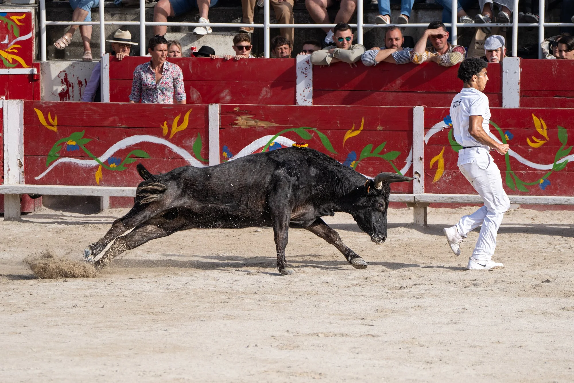 Course camarguaise-15.jpg