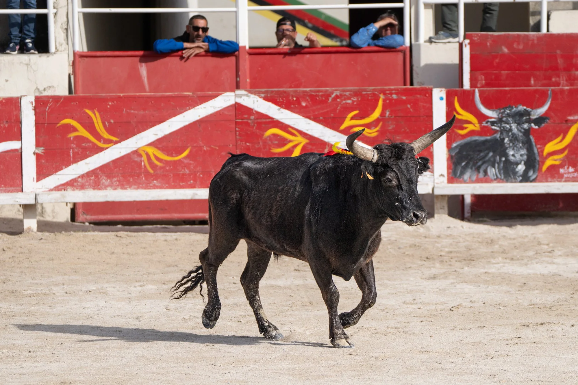 Course camarguaise-16.jpg