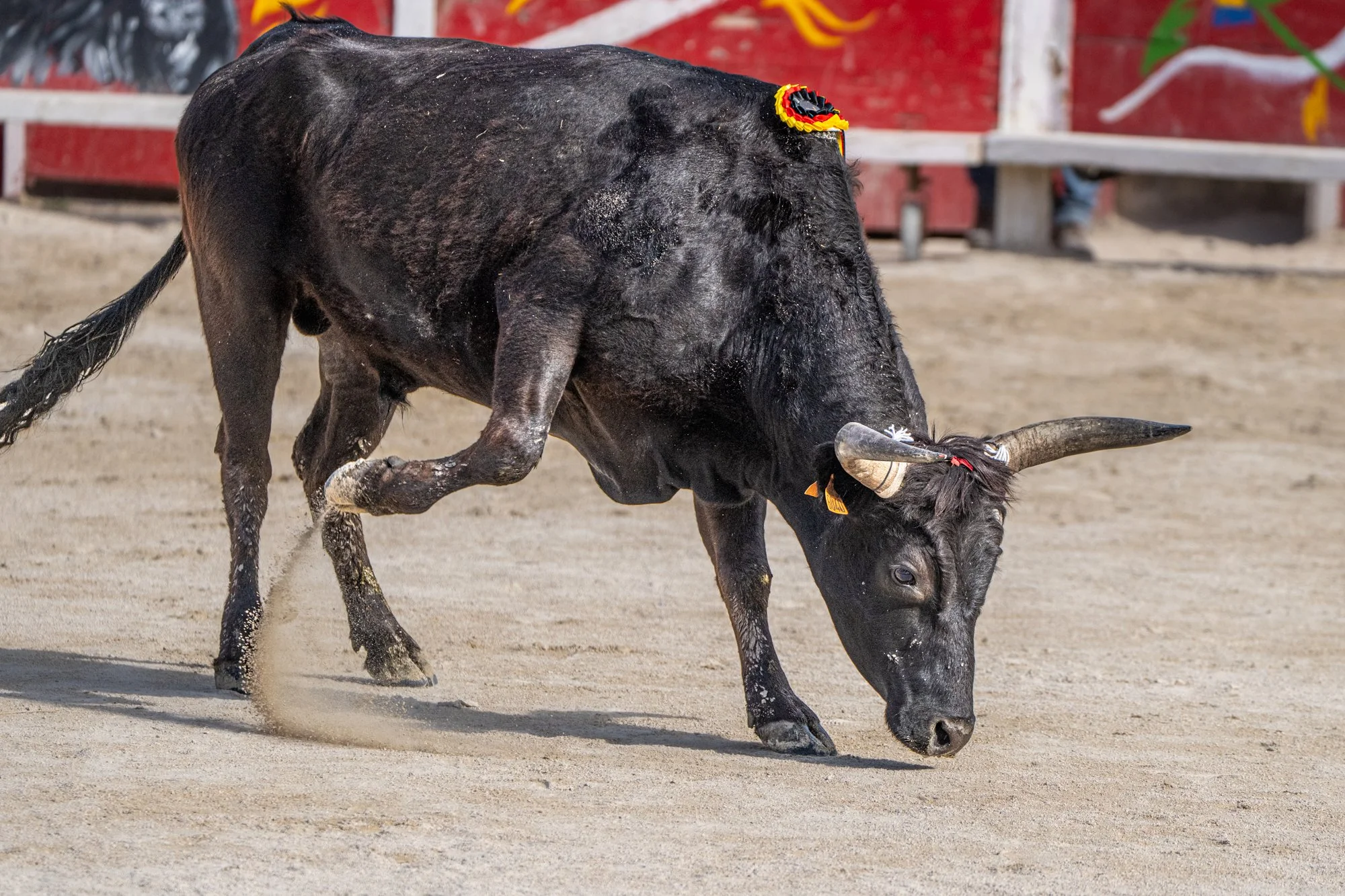 Course camarguaise-18.jpg