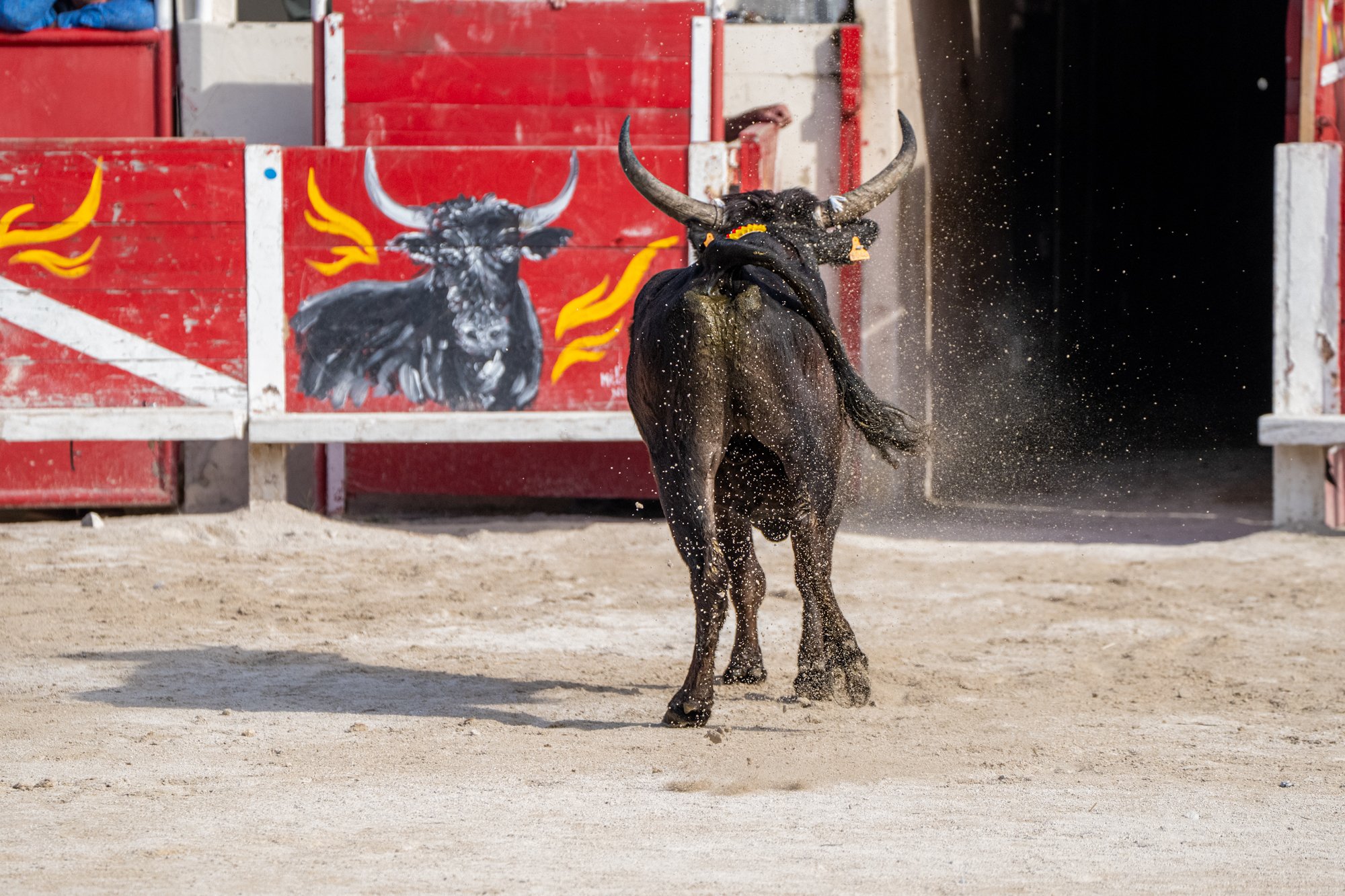 Course camarguaise-19.jpg