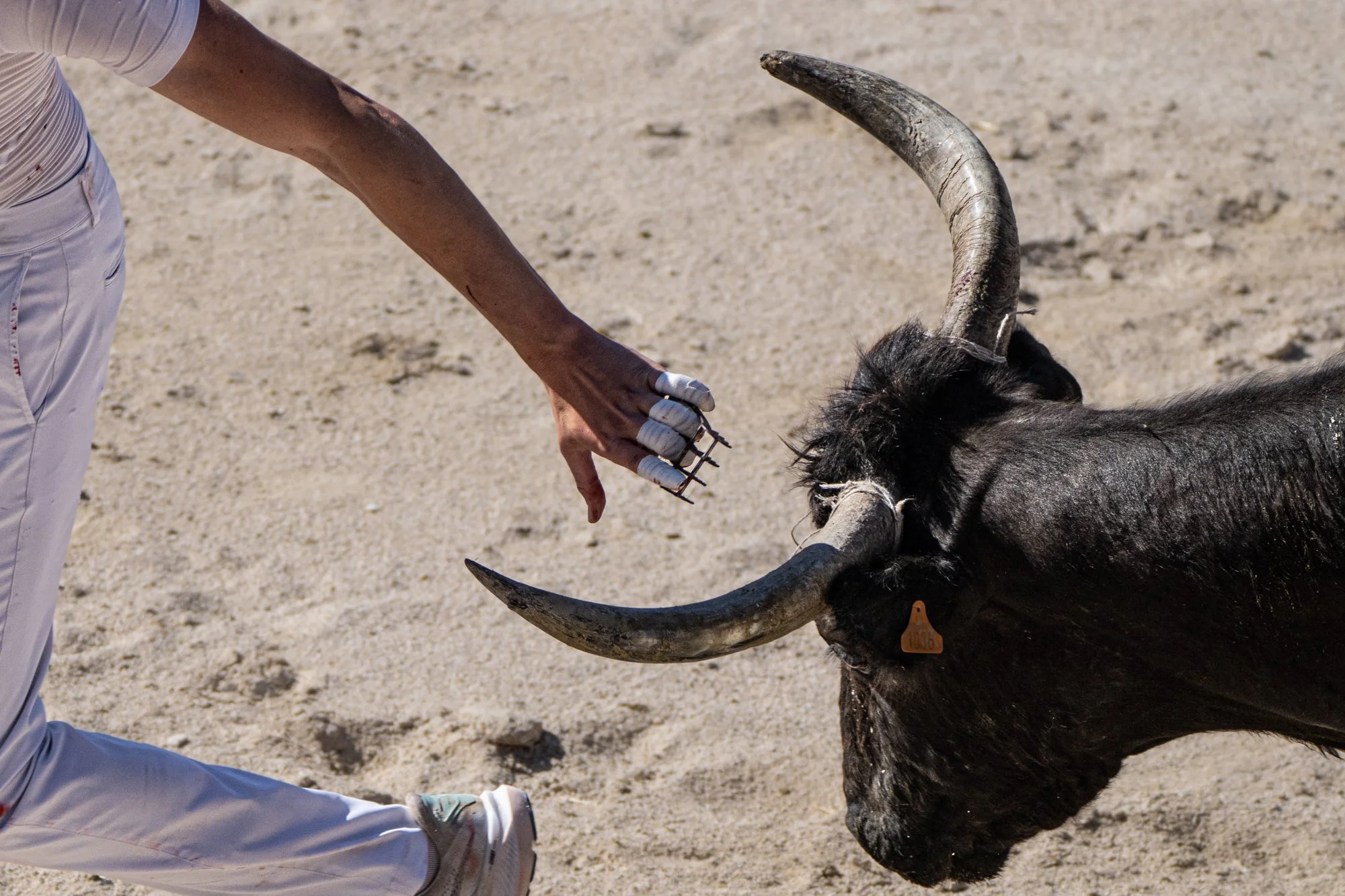 Course camarguaise-25.jpg