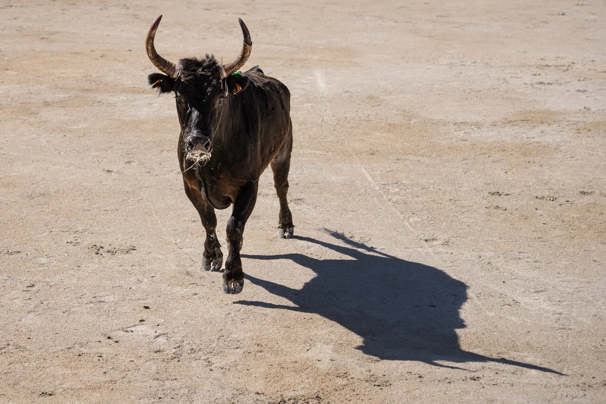 Course camarguaise-26.jpg