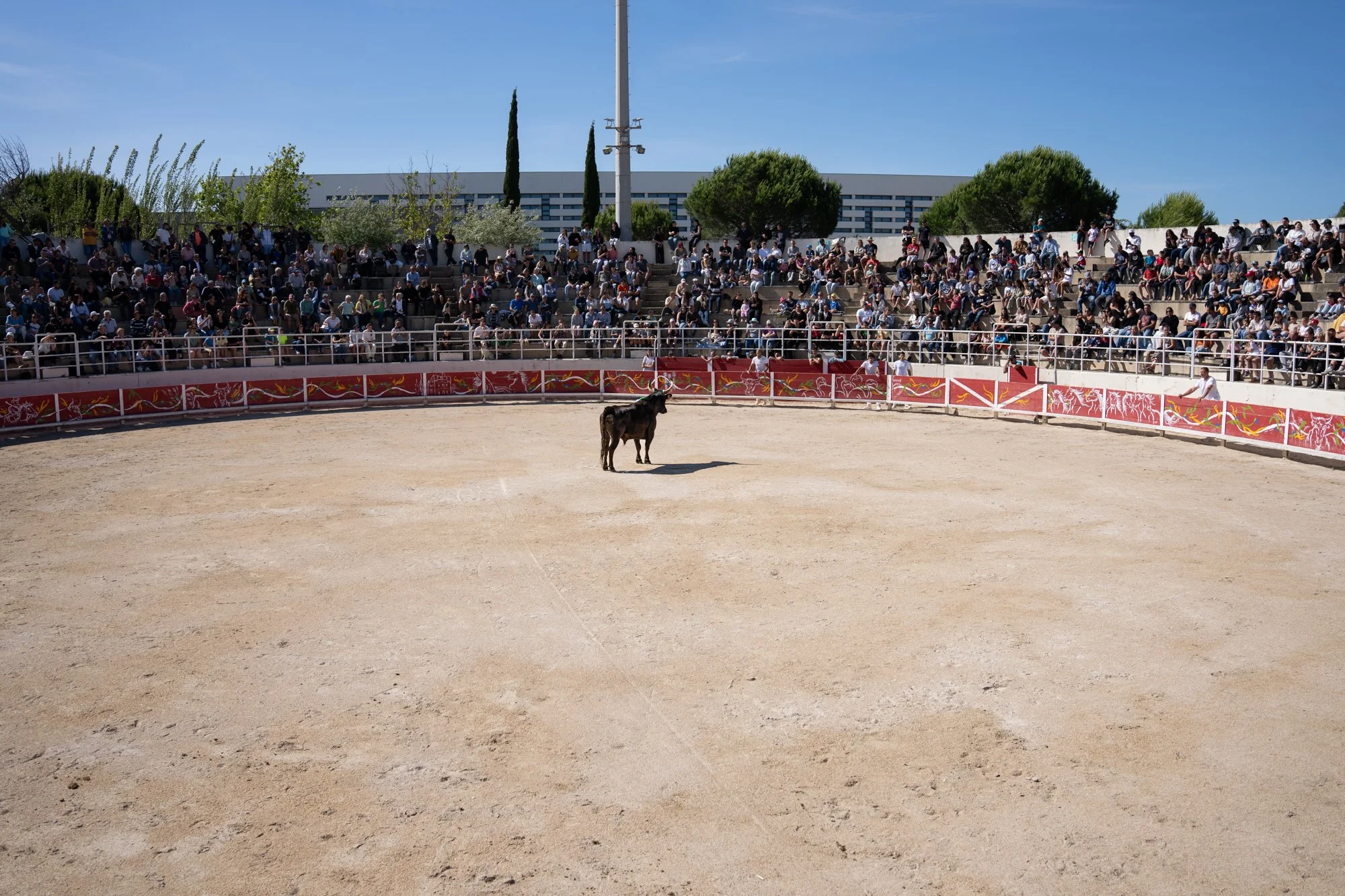 Course camarguaise-28.jpg