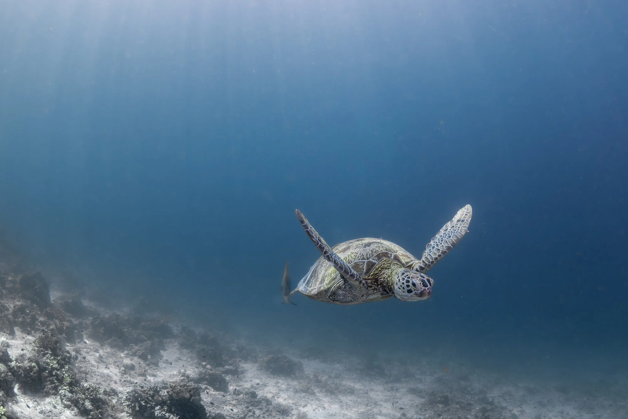Tortues-1.JPG