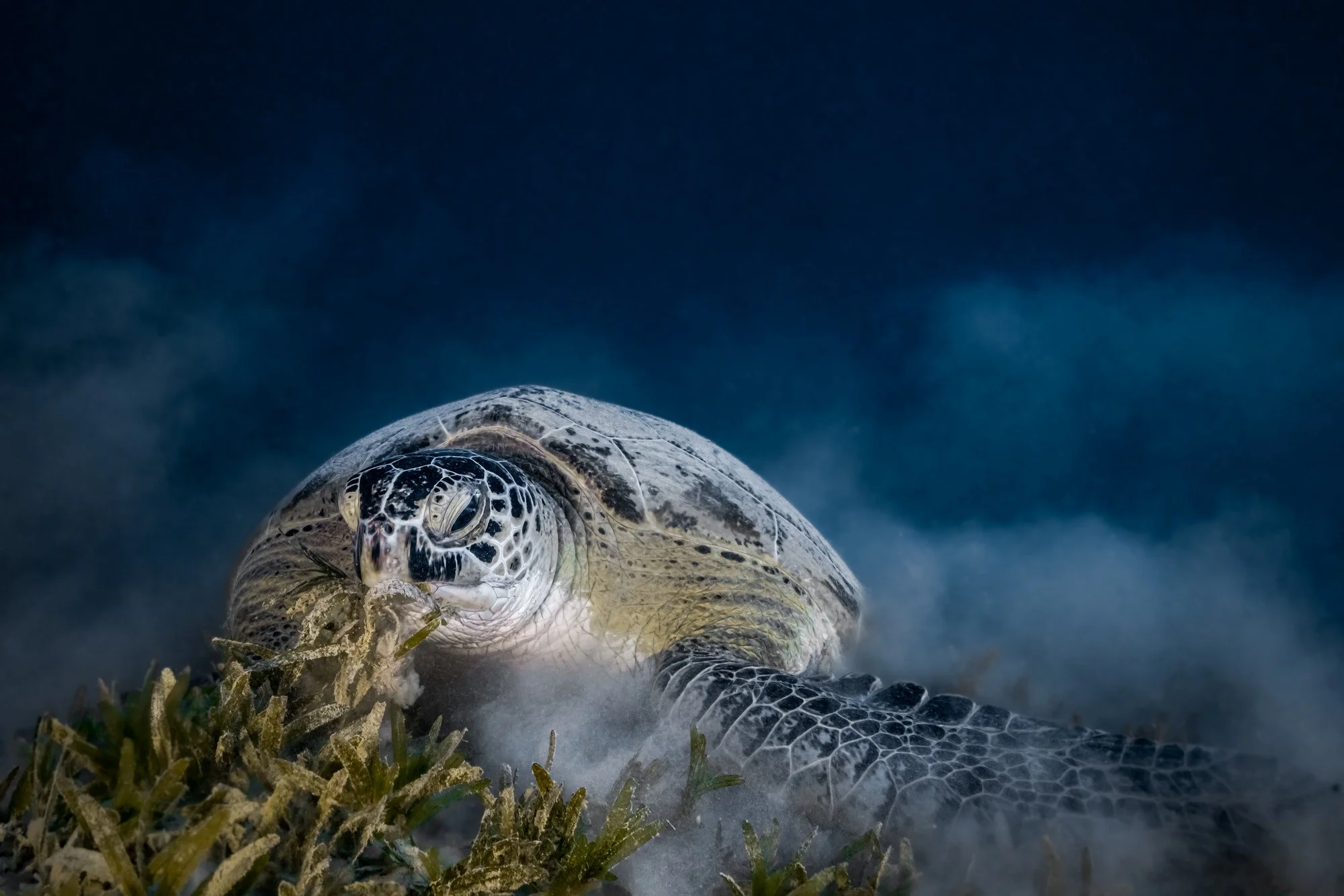 Tortues-3.JPG