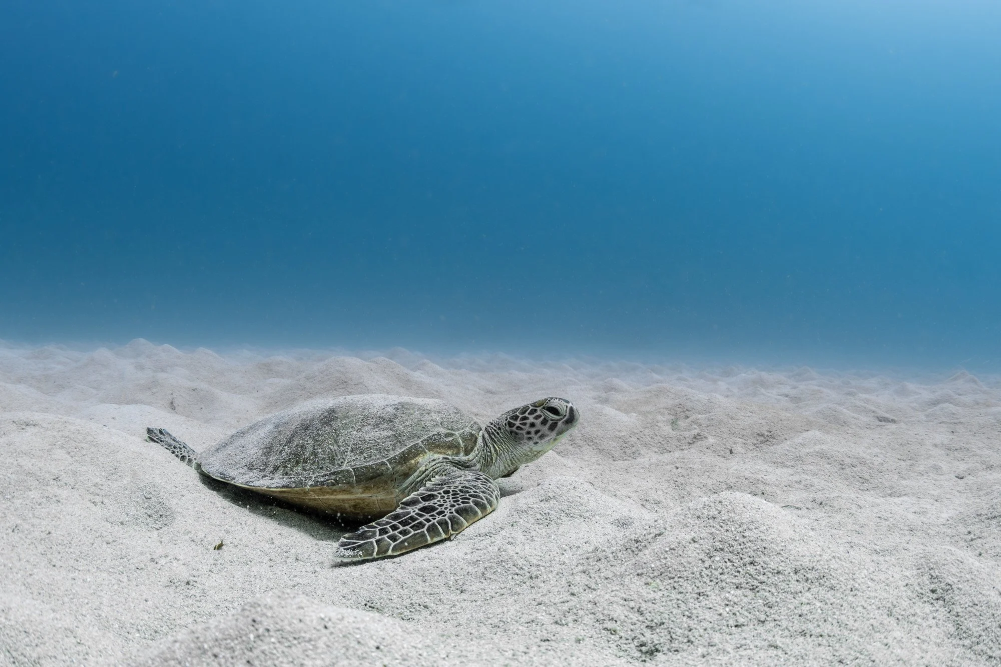 Tortues-4.JPG