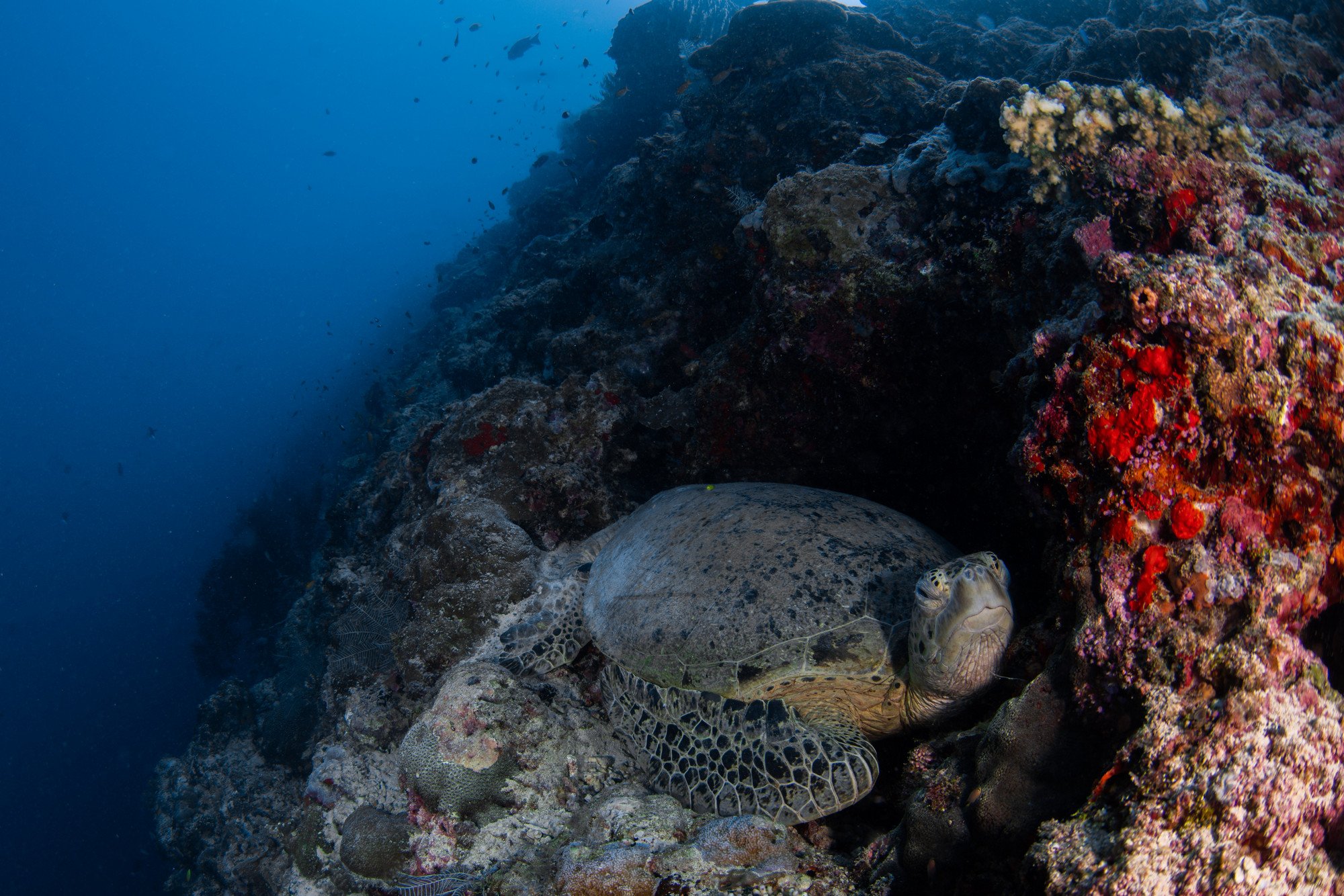 Tortues-5.JPG