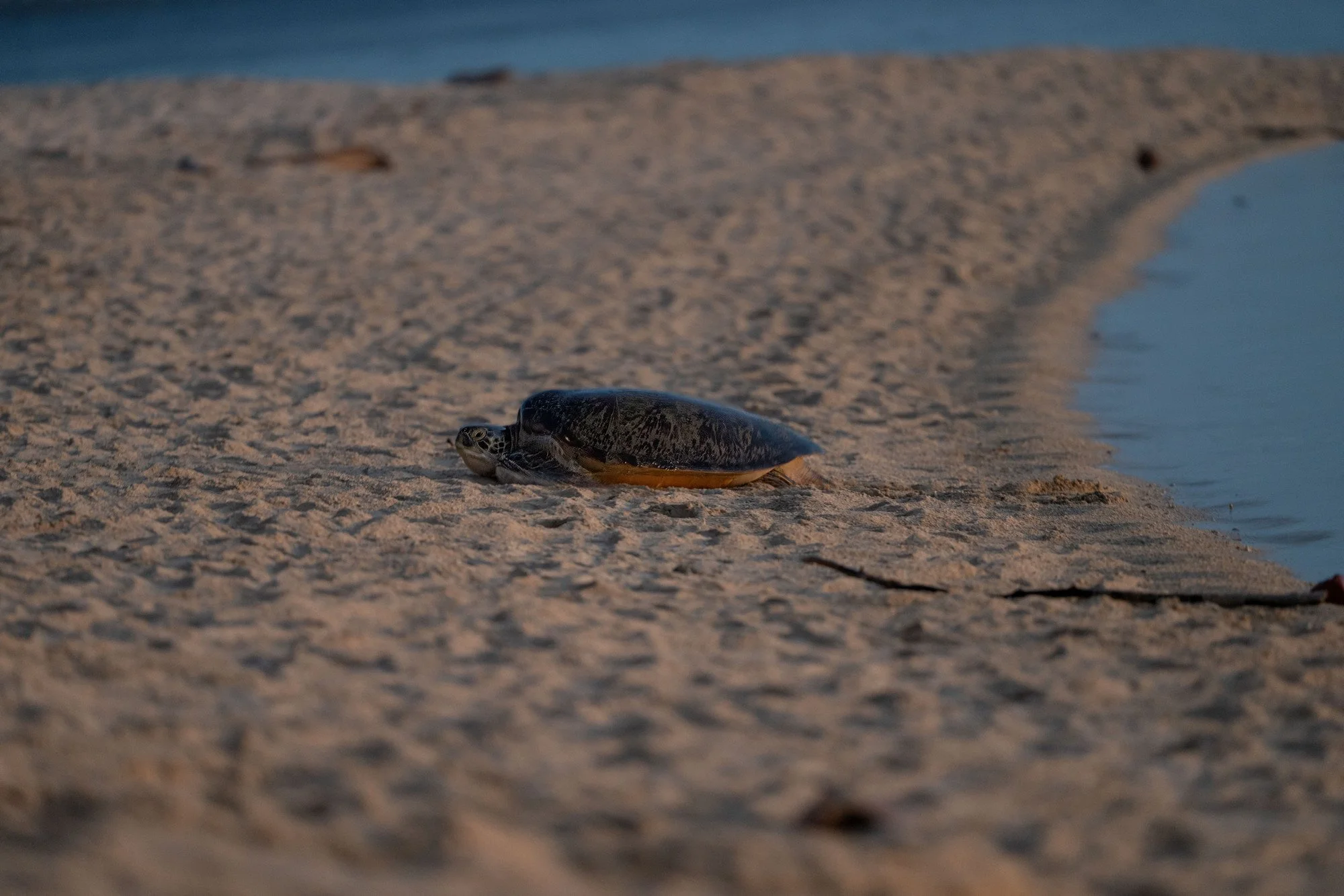 Tortues-6.JPG