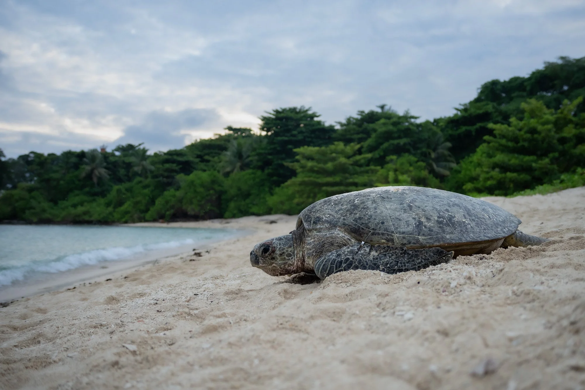 Tortues-9.JPG