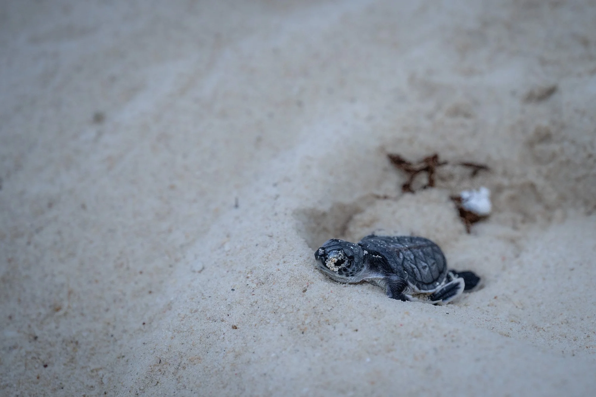 Tortues-10.JPG