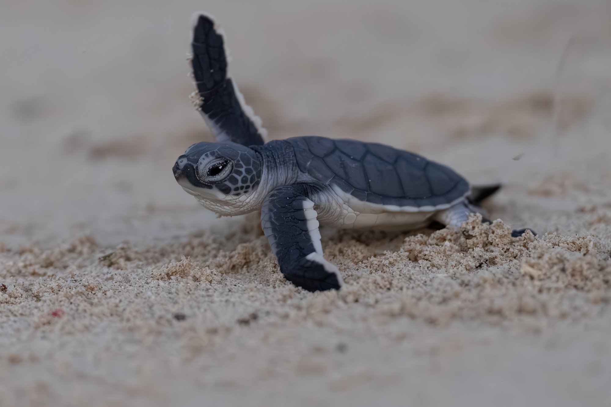 Tortues-13.JPG