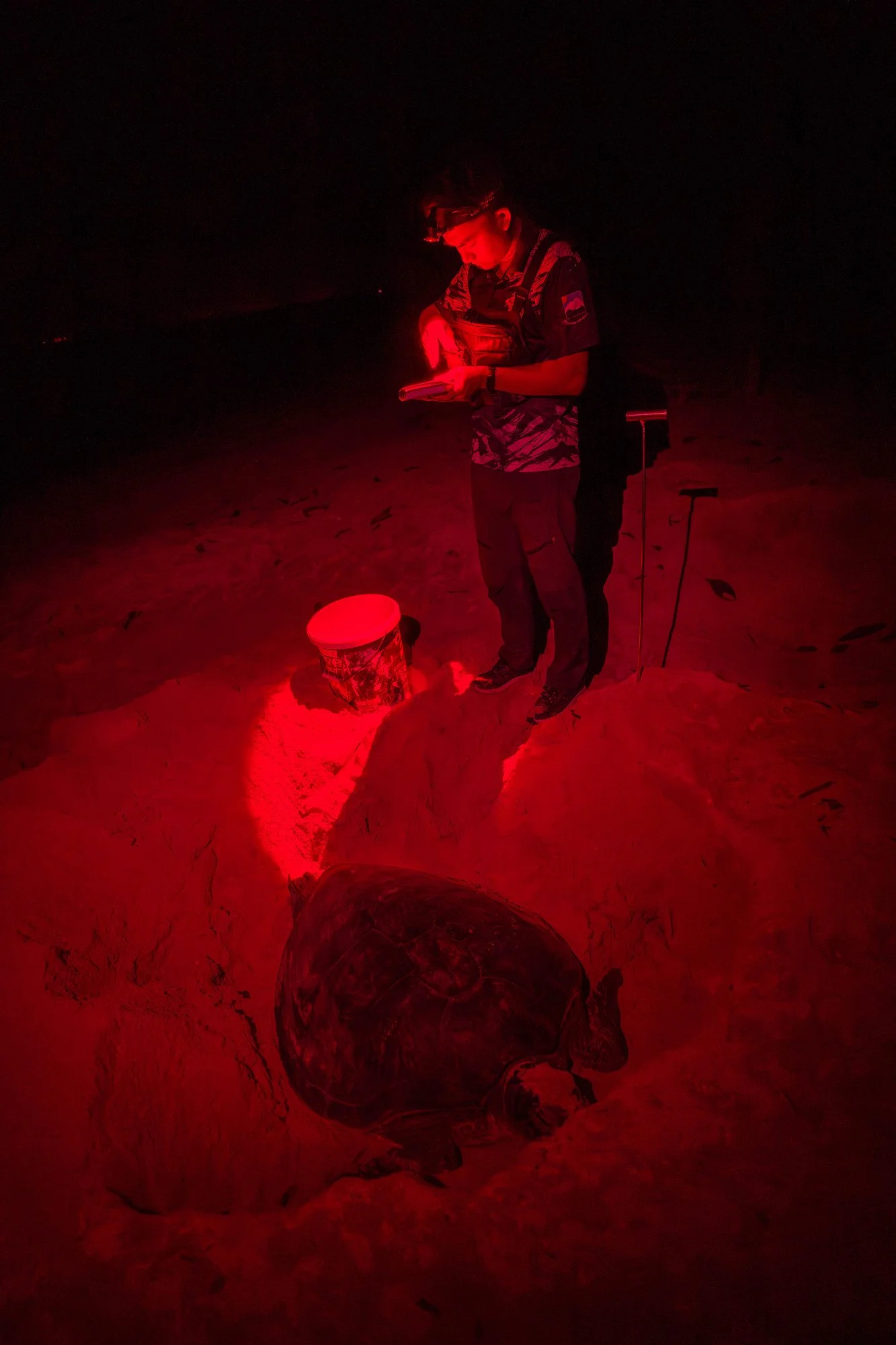 Tortues-16.JPG