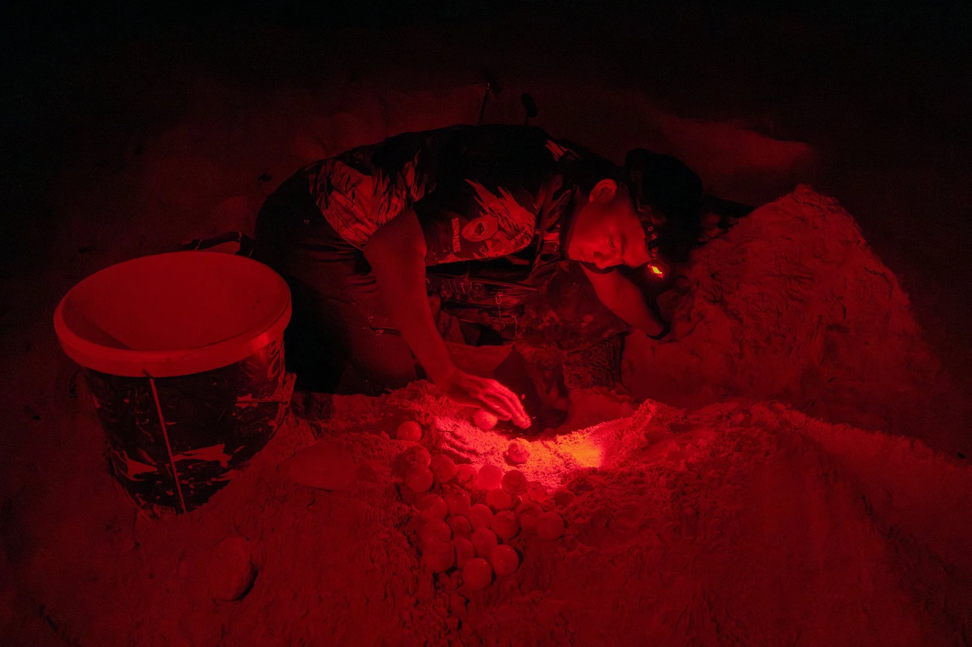 Tortues-17.JPG