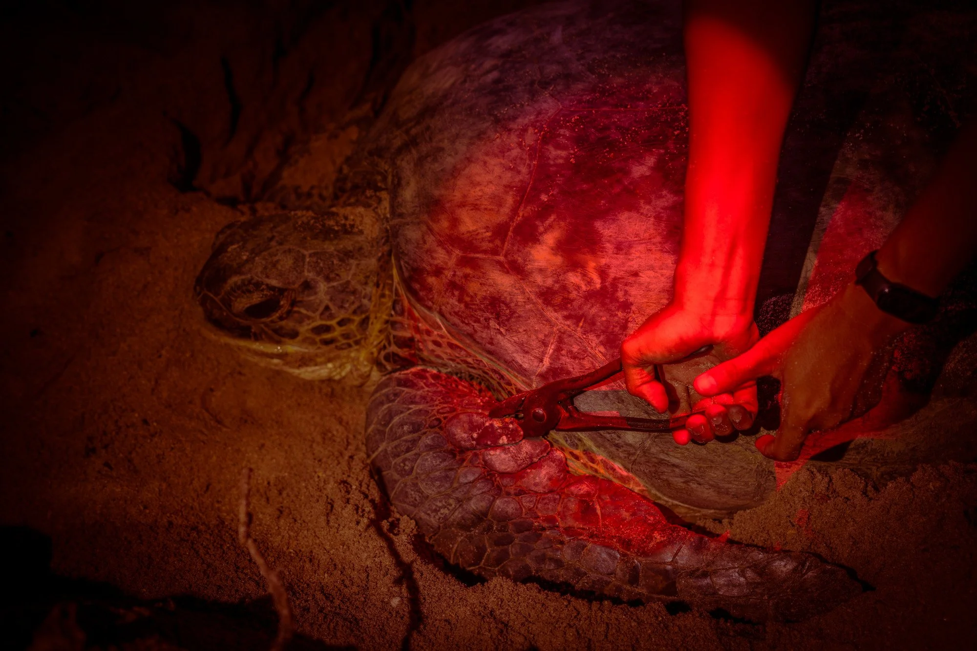 Tortues-18.JPG