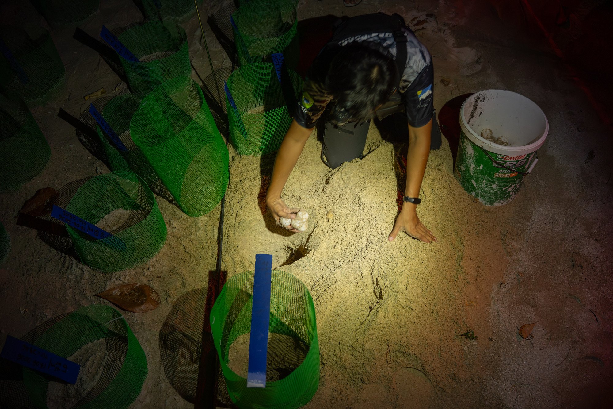 Tortues-19.JPG