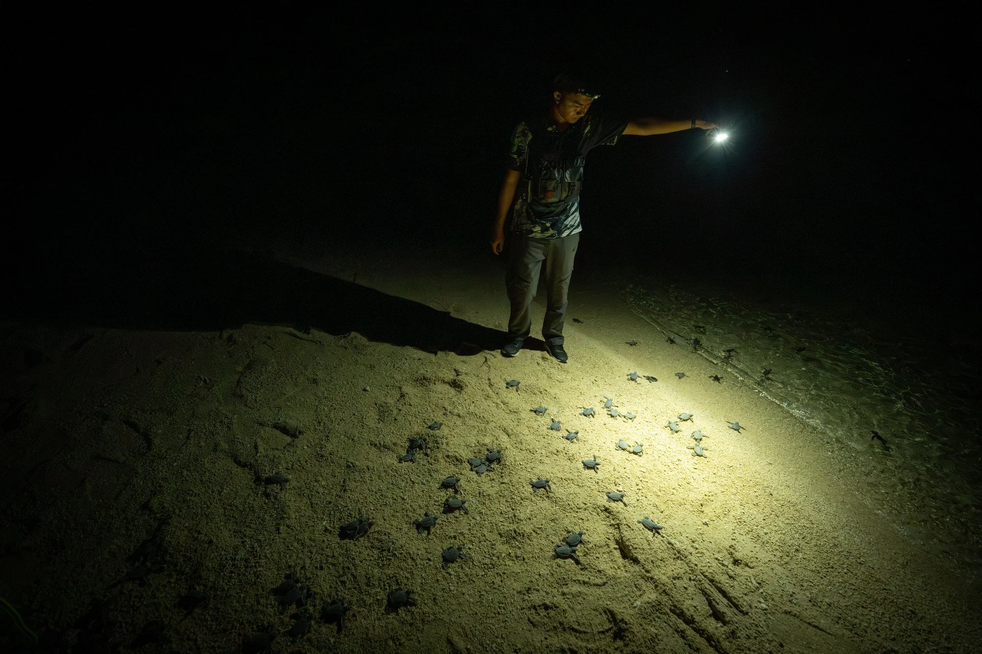 Tortues-22.JPG