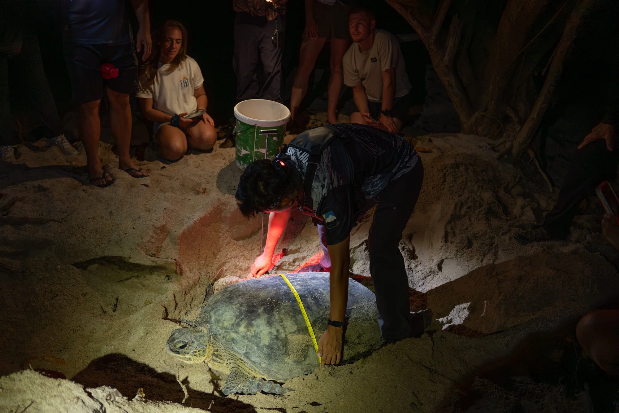 Tortues-23.JPG