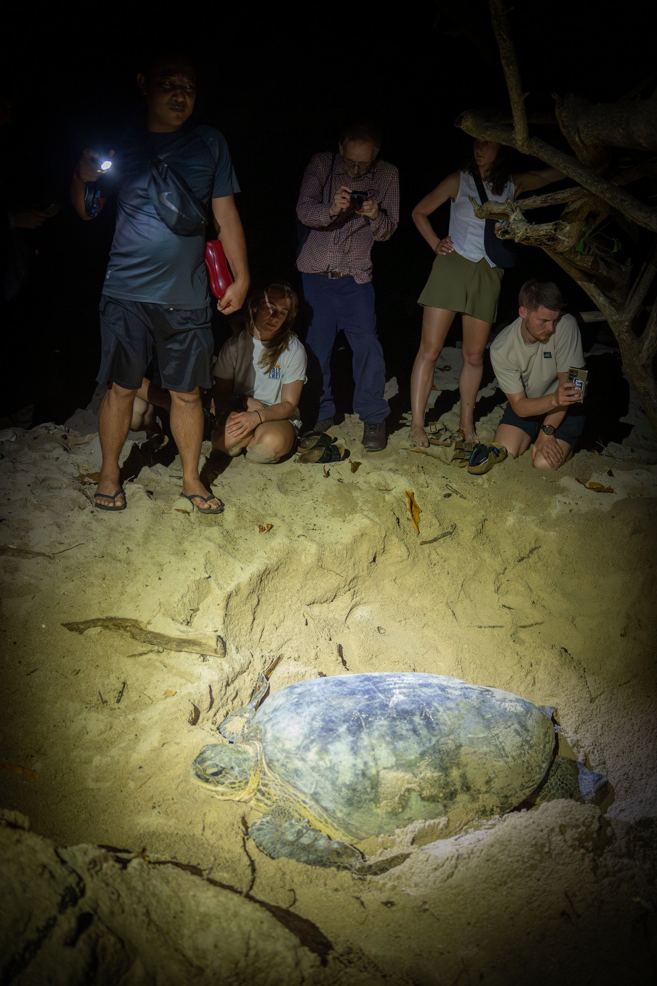 Tortues-24.JPG