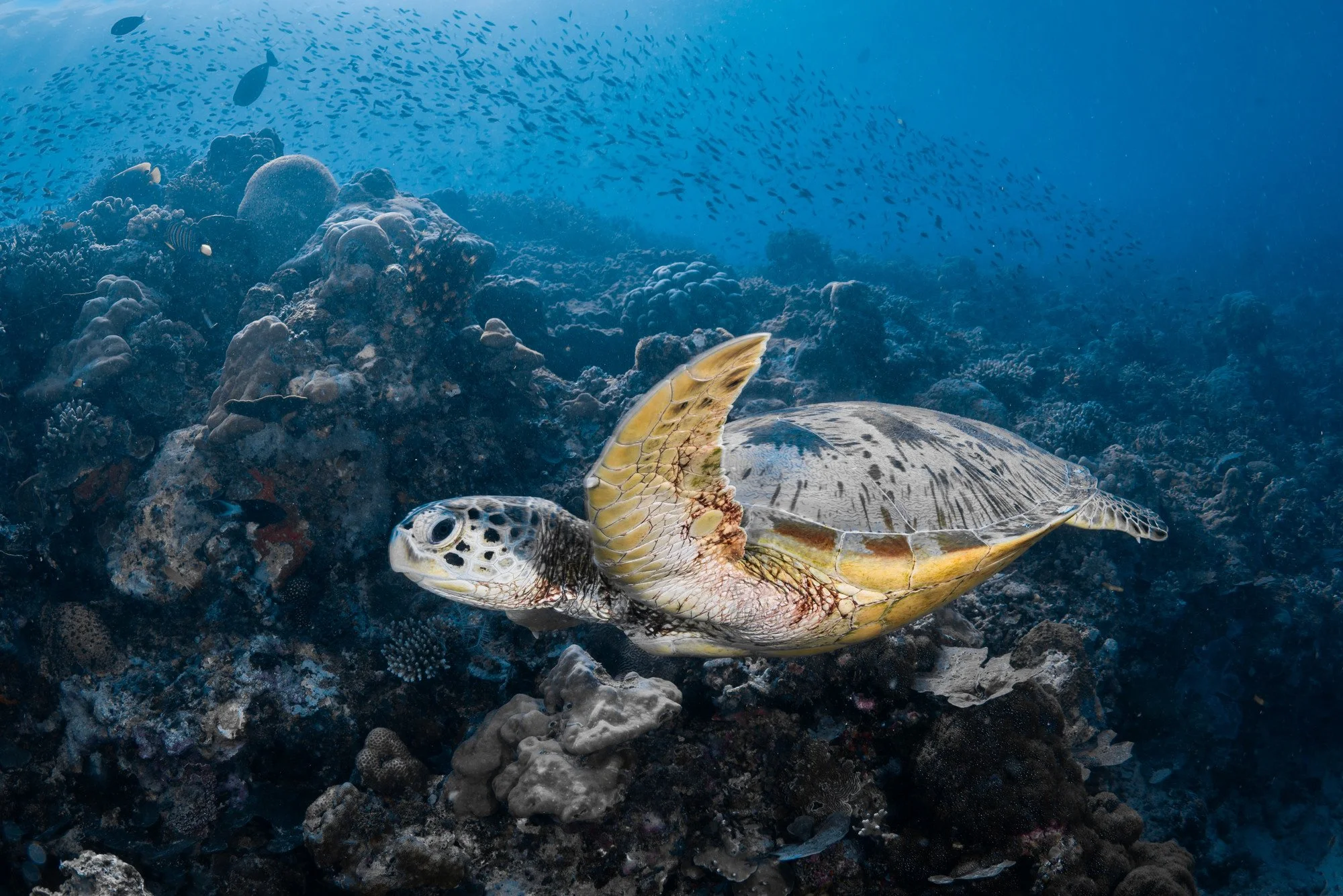 Le retour de la tortue verte