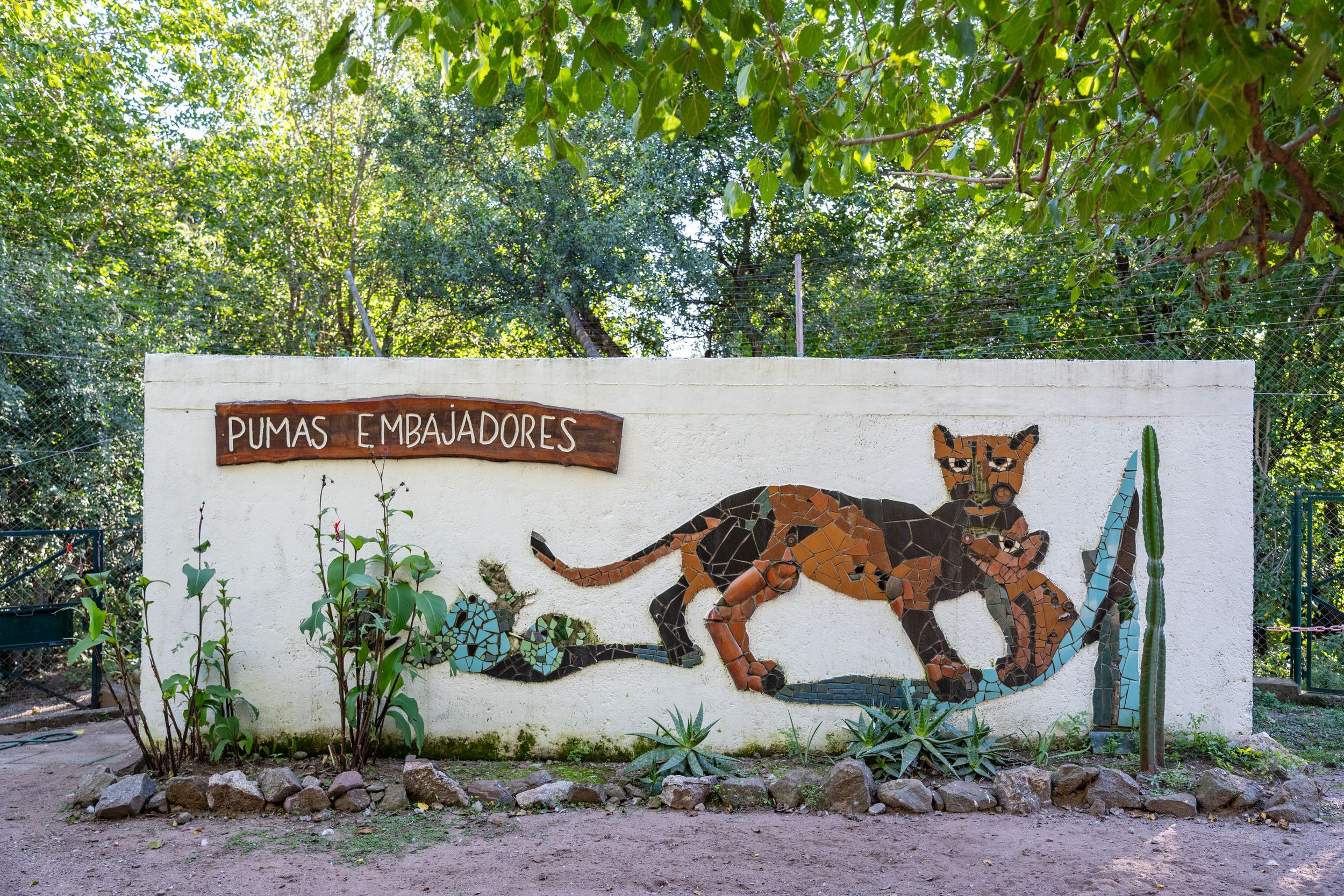 LA GARDIENNE DES PUMAS-3.JPG