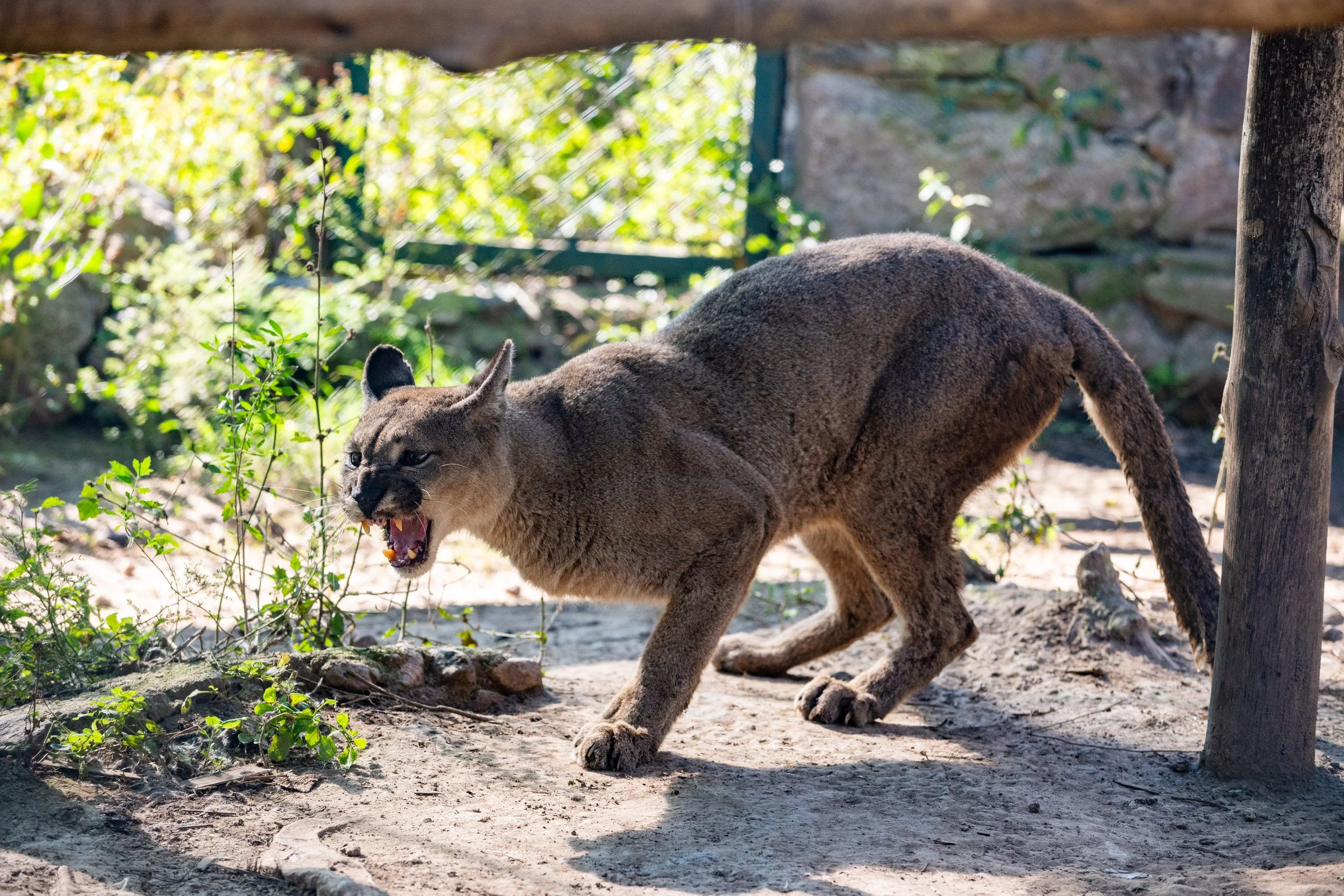 LA GARDIENNE DES PUMAS-4.JPG