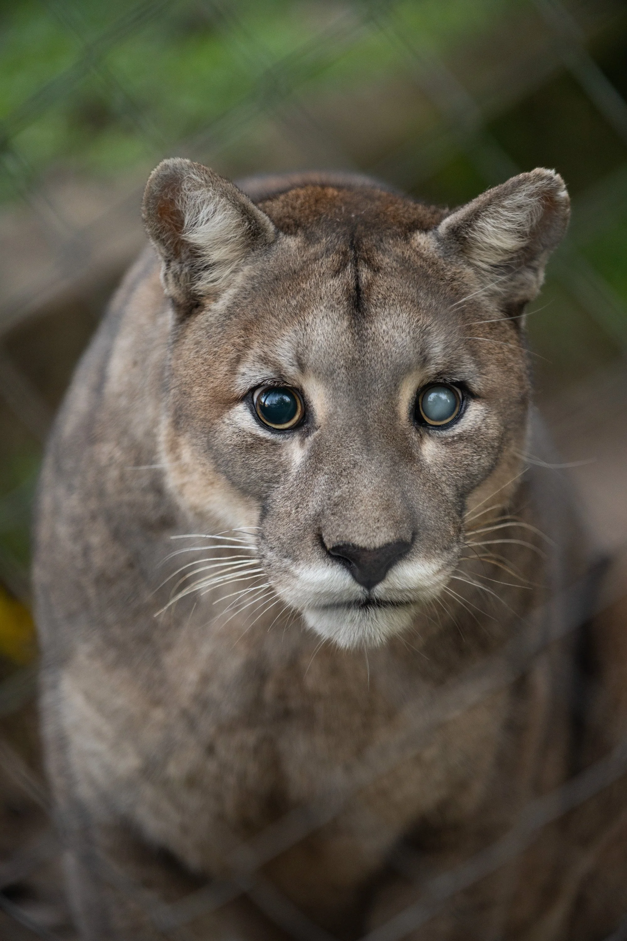 LA GARDIENNE DES PUMAS-5.JPG