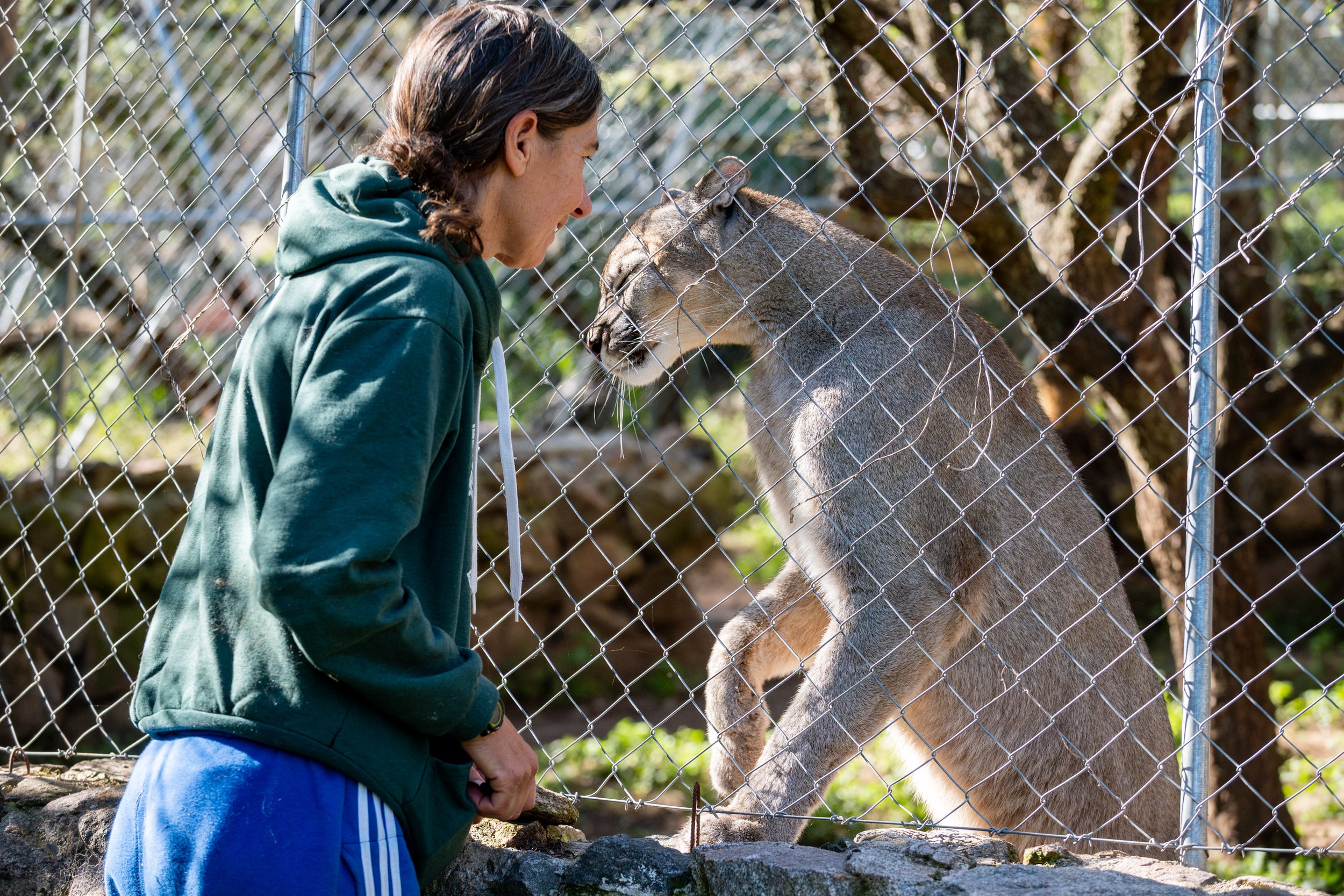 LA GARDIENNE DES PUMAS-10.JPG