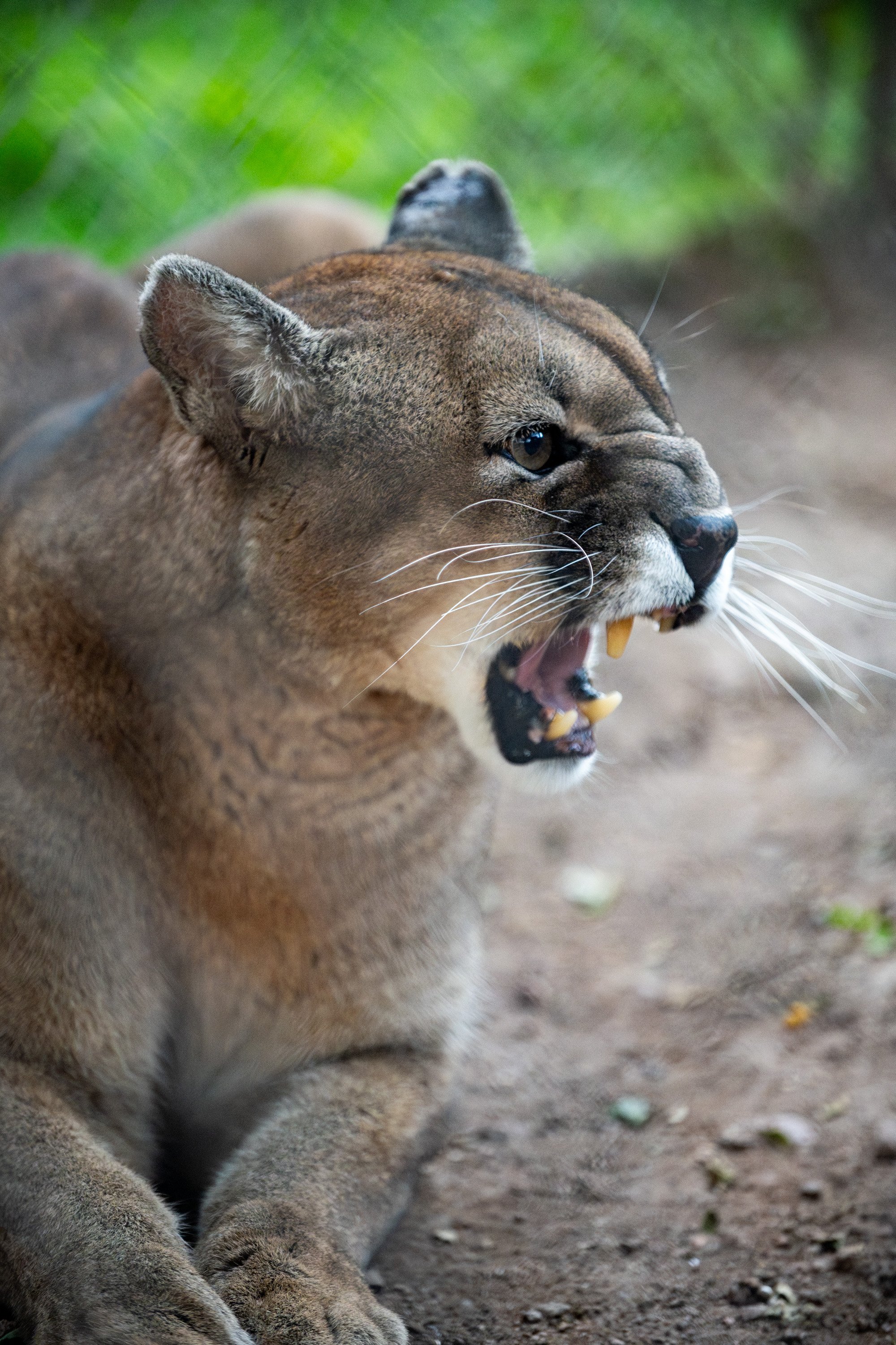 LA GARDIENNE DES PUMAS-12.JPG