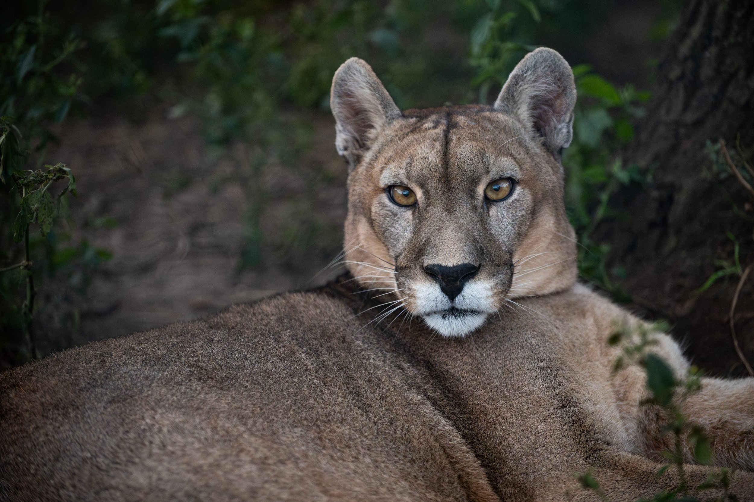 LA GARDIENNE DES PUMAS-13.JPG