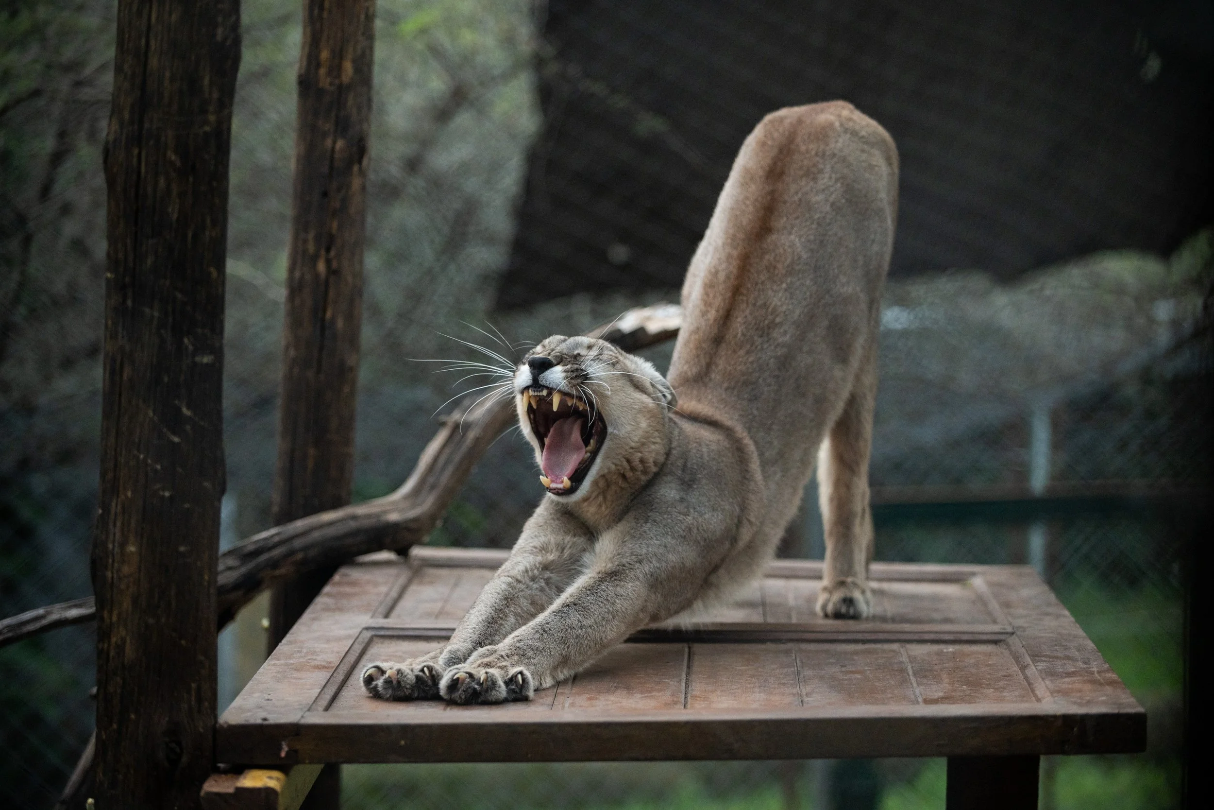 LA GARDIENNE DES PUMAS-14.JPG