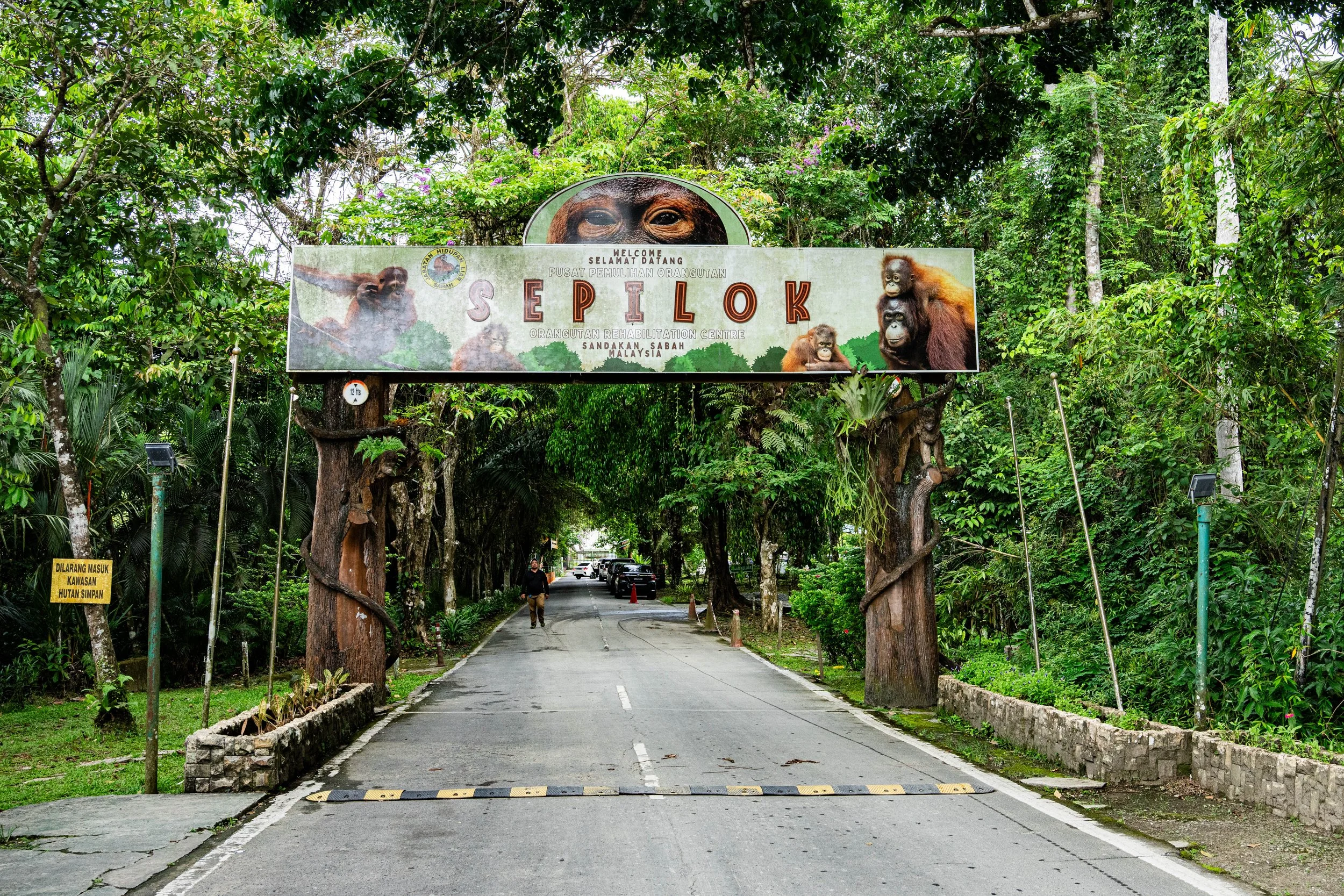 BORNEO - ORANG OUTAN - 4.jpg