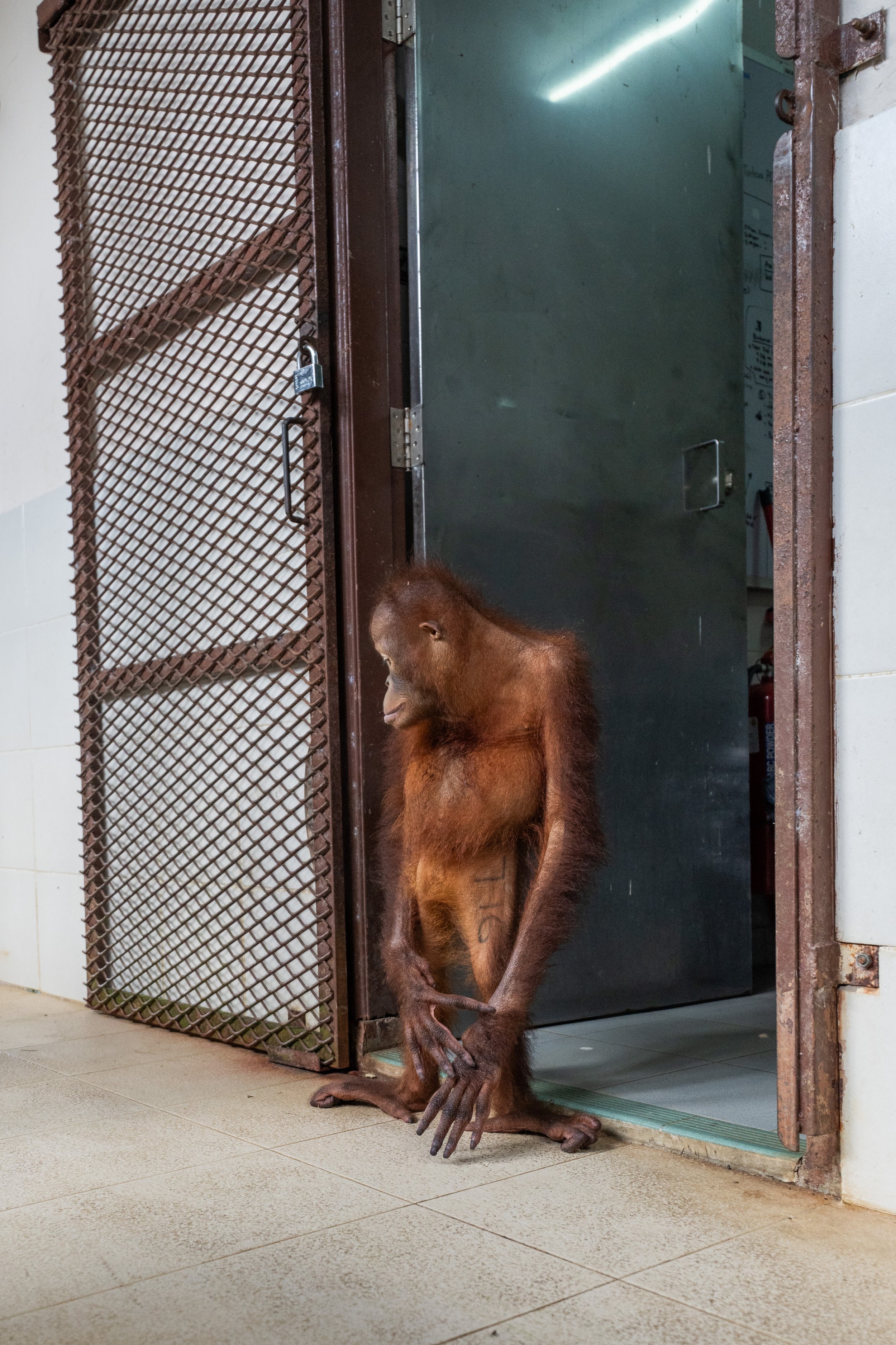BORNEO - ORANG OUTAN - 8.jpg