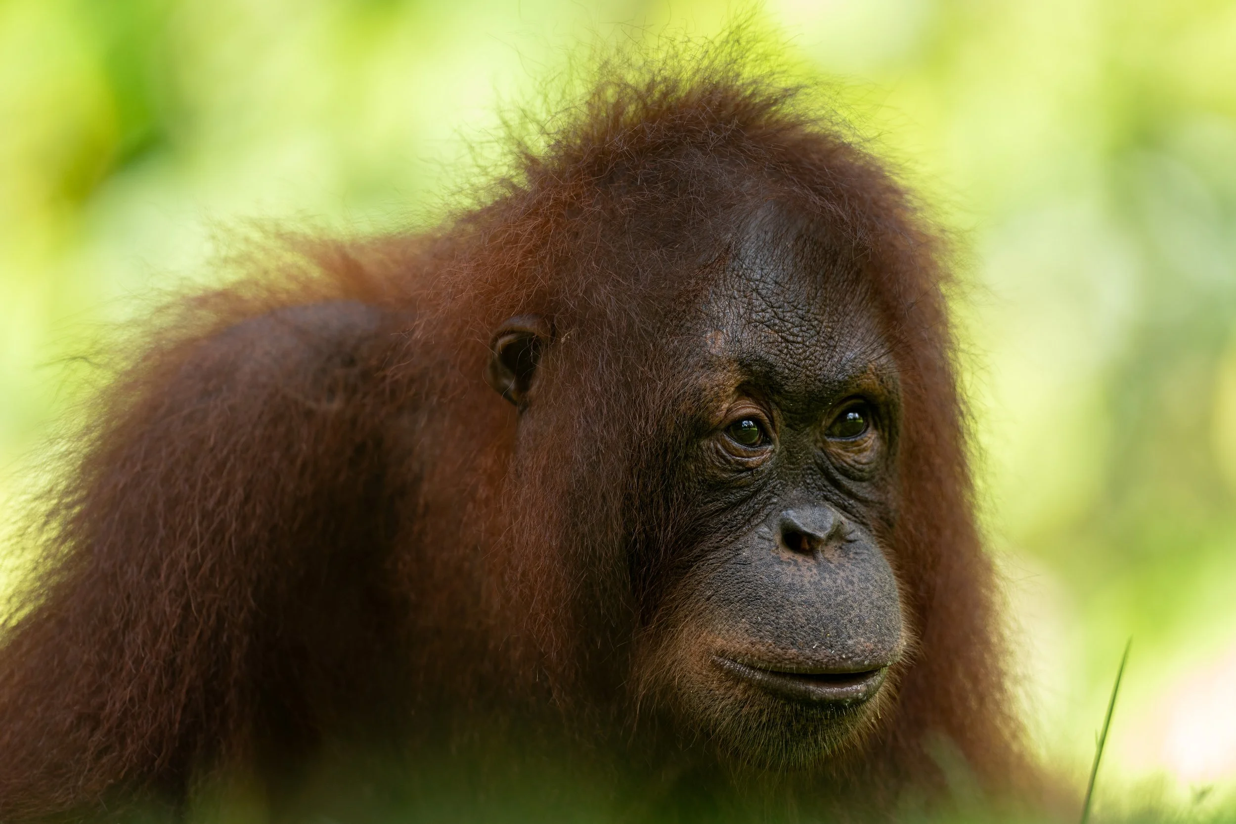 BORNEO - ORANG OUTAN - 10.jpg