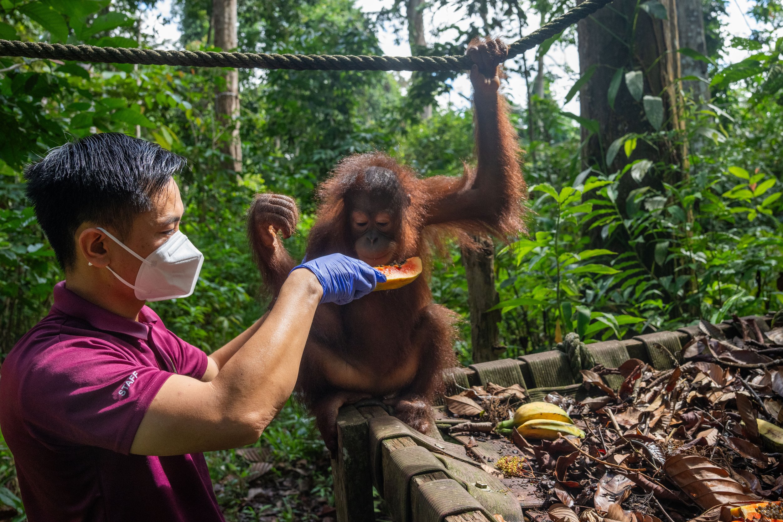 BORNEO - ORANG OUTAN - 11.jpg