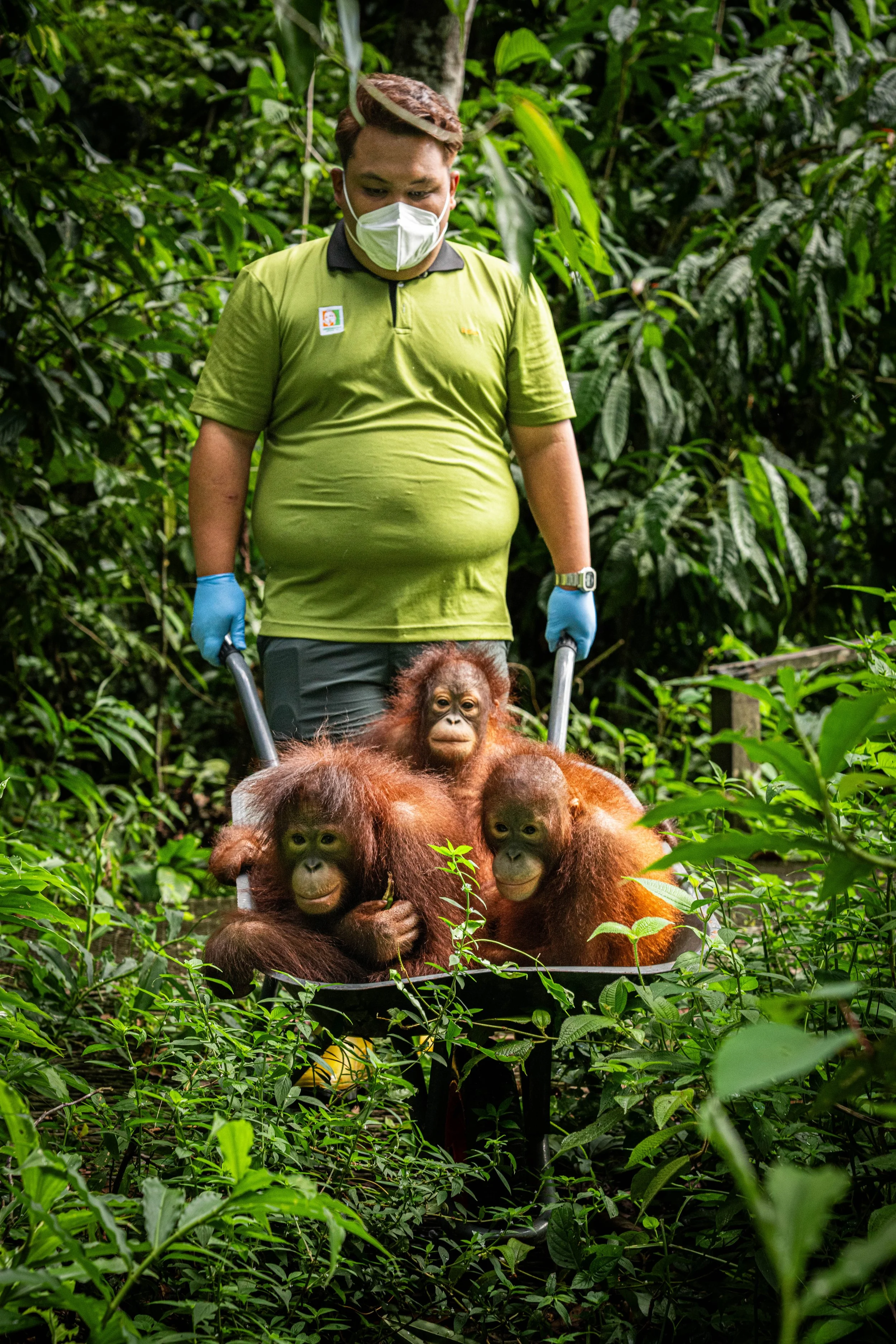 BORNEO - ORANG OUTAN - 12.jpg