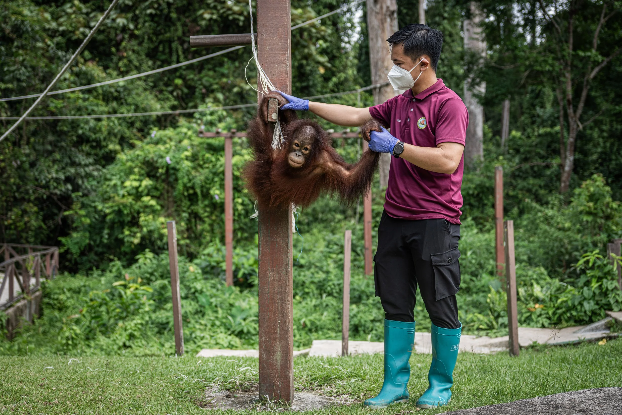 BORNEO - ORANG OUTAN - 13.jpg