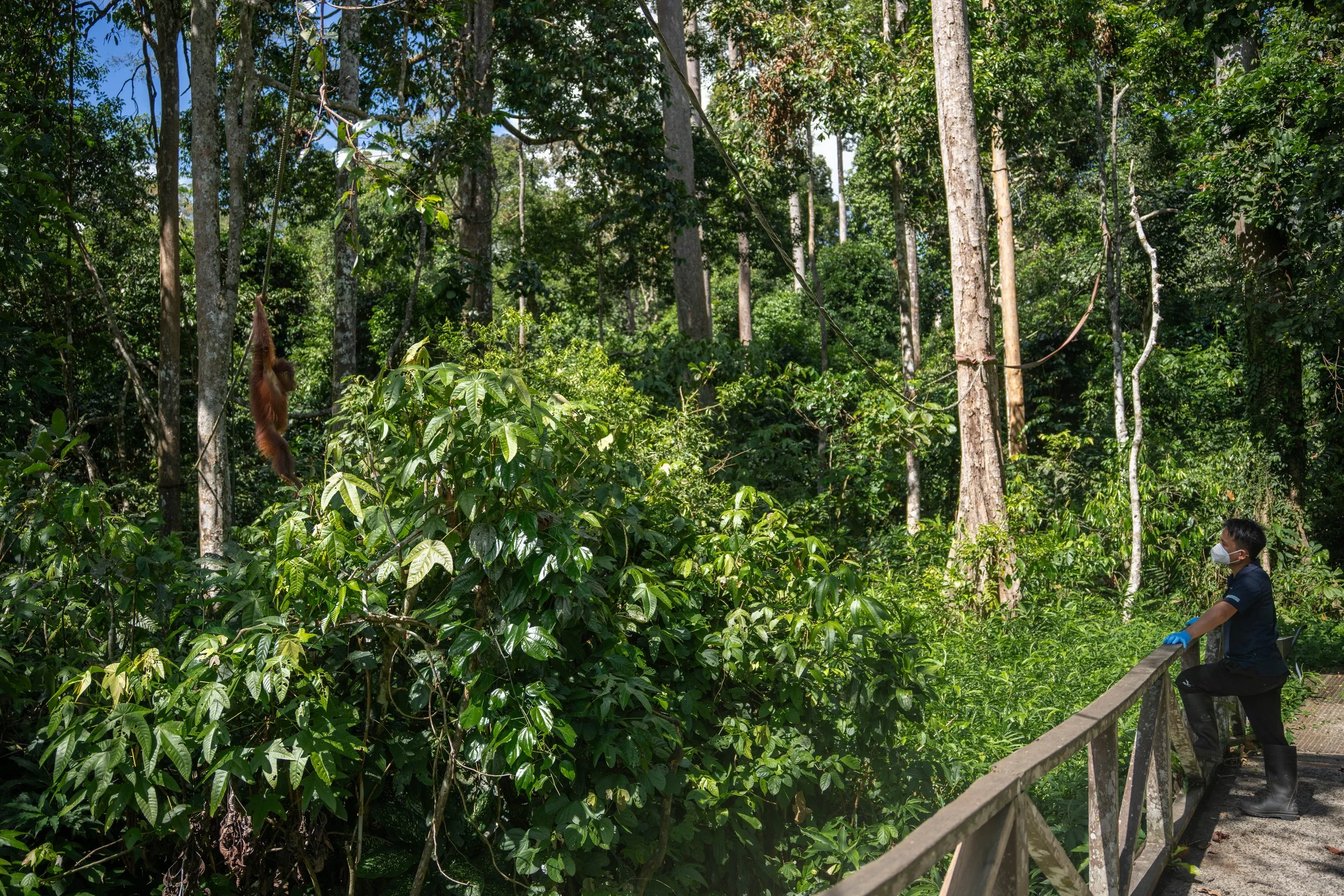 BORNEO - ORANG OUTAN - 14.jpg
